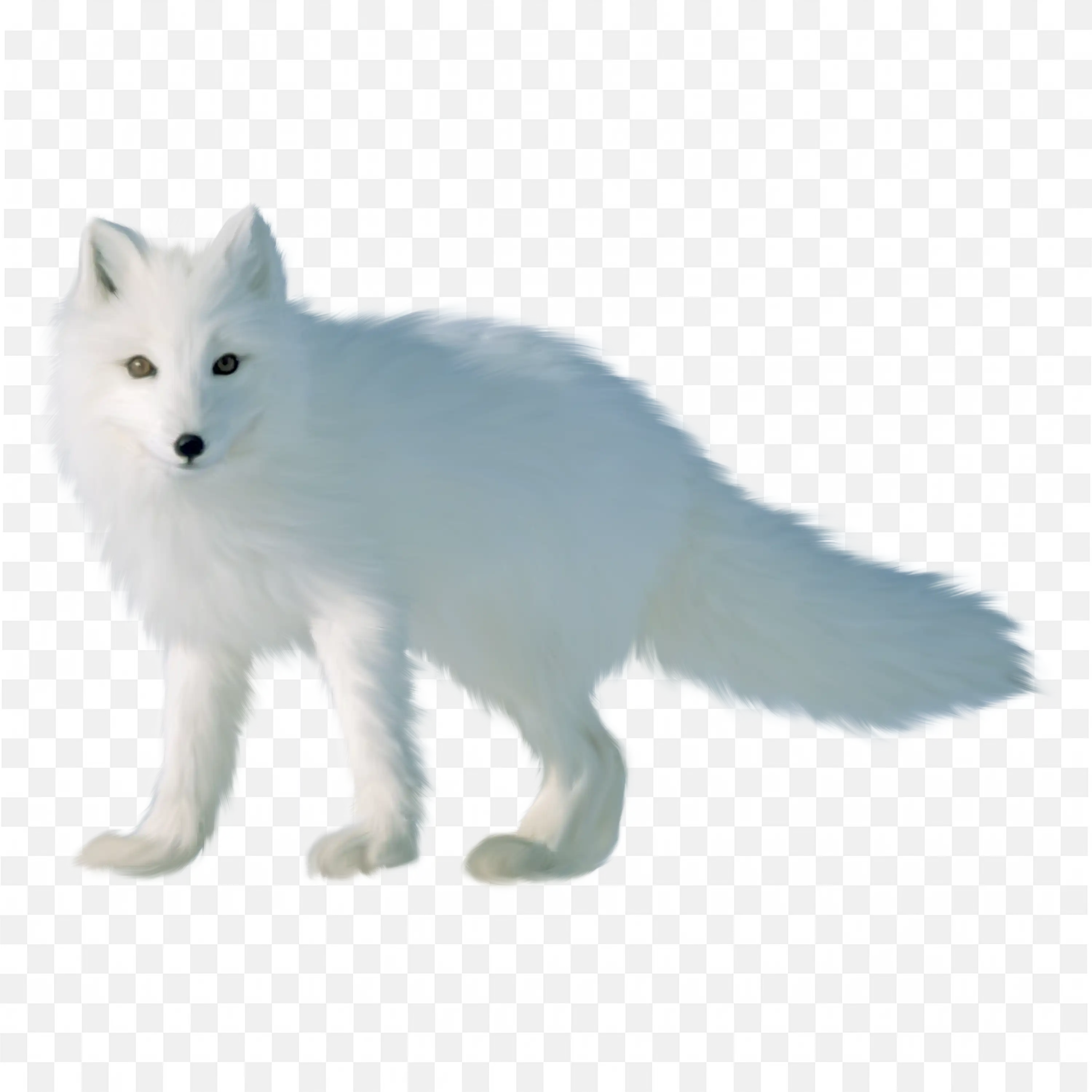 Blue Arctic Fox Clip Art Lying Down Winter Nature Animal