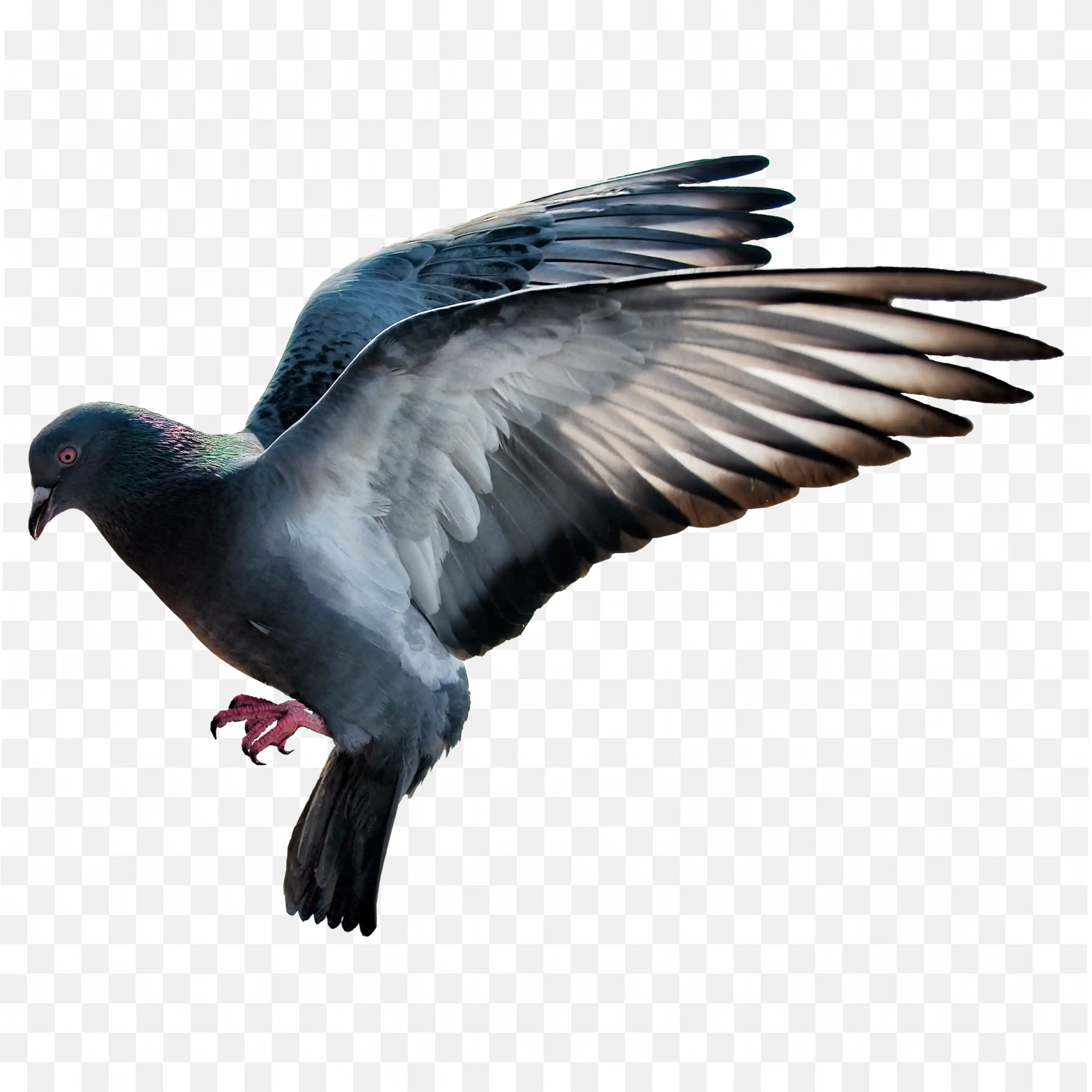 Blue and Black Pigeon Flying Transparent PNG Clipart