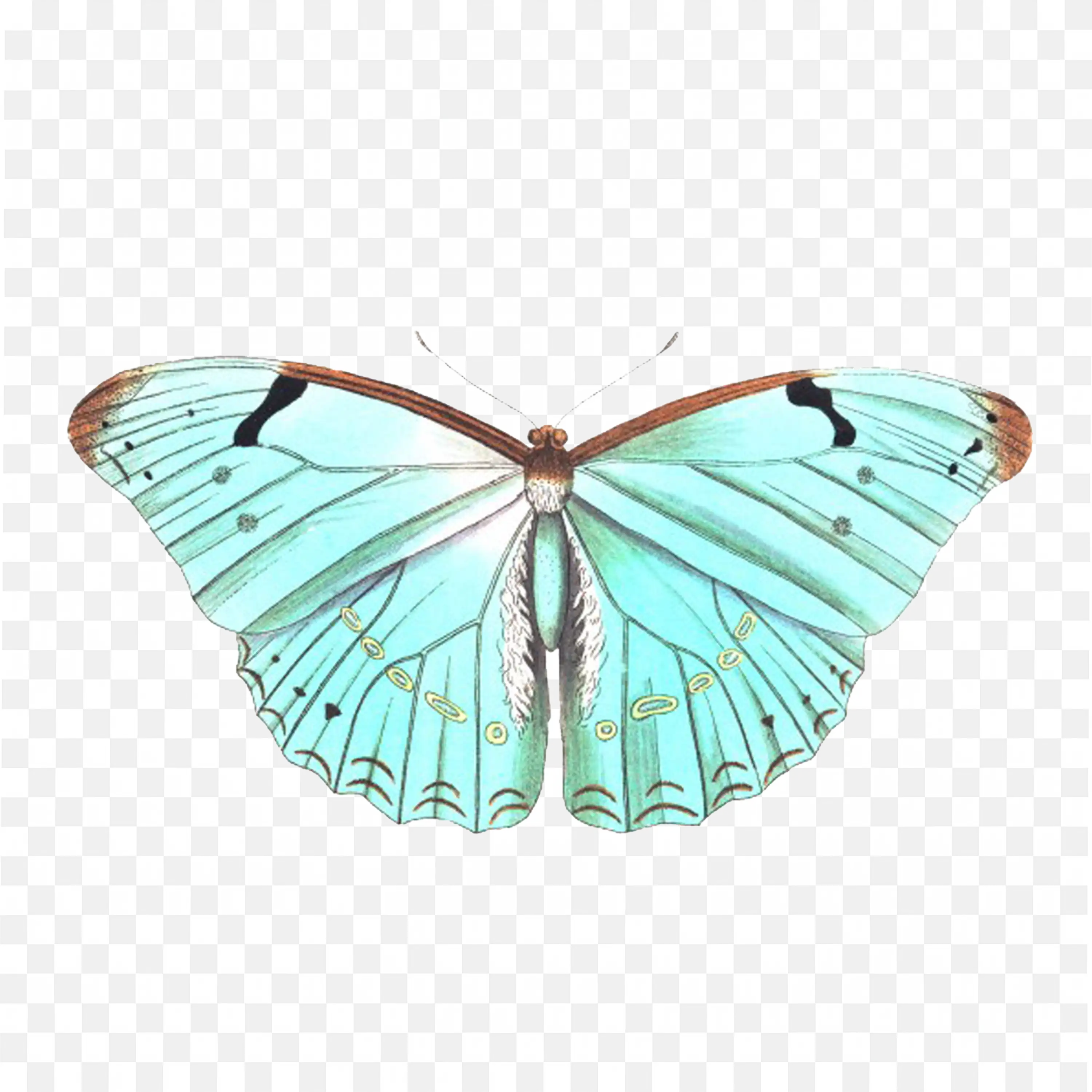 Blue Butterfly PNG Wings Nature Insect Art Clip Design