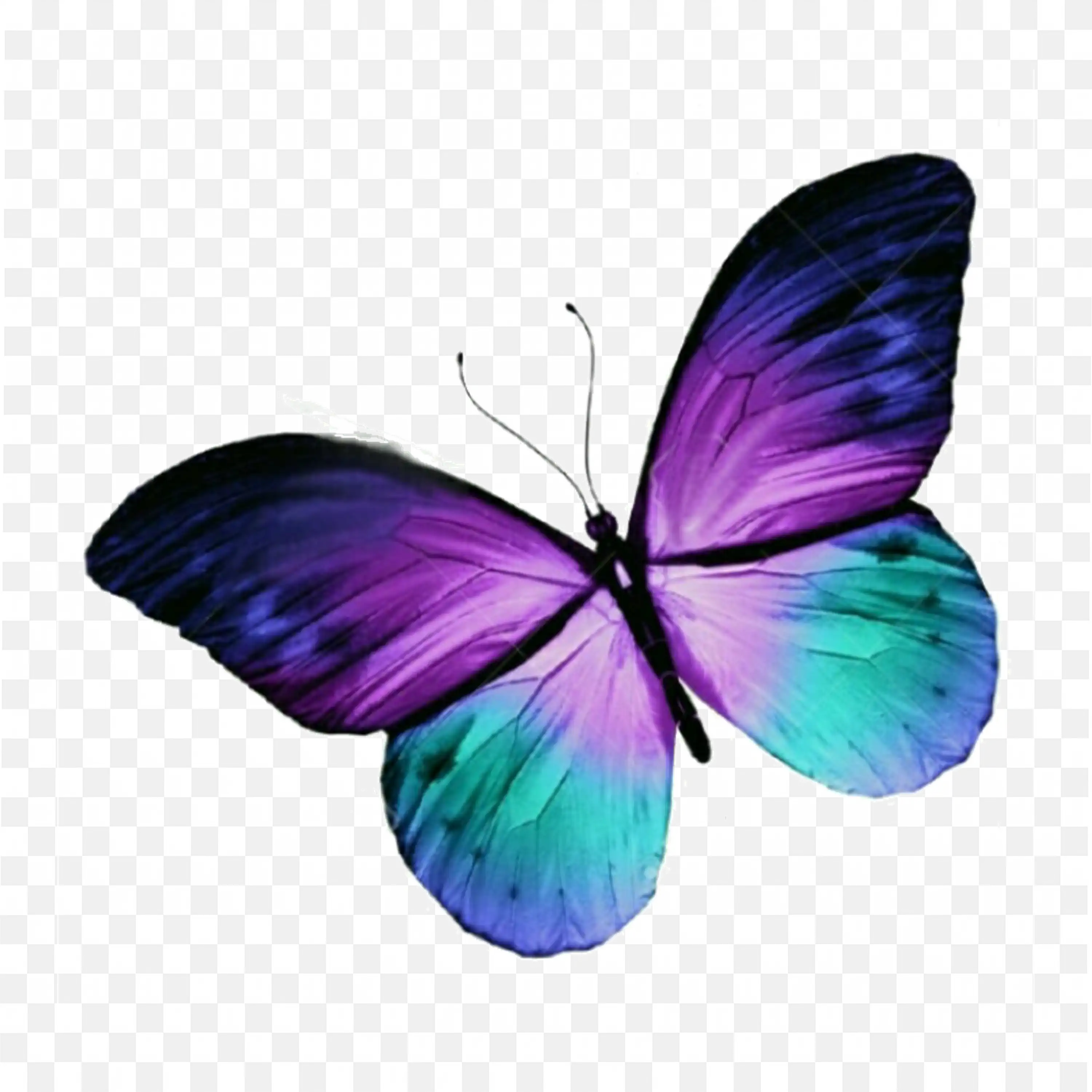 Blue and Purple Butterfly Flying Isolated on White Design