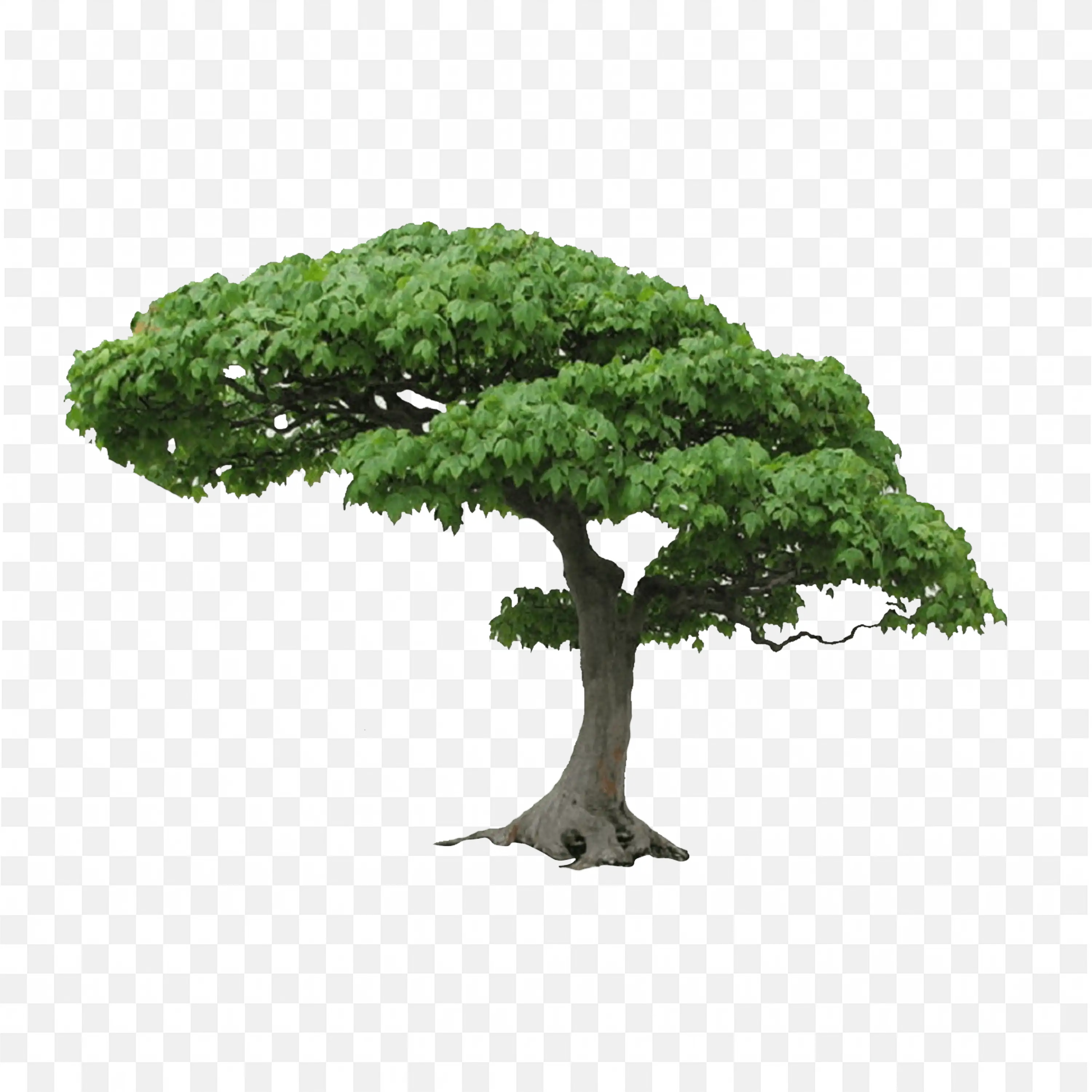 Bonsai Tree PNG Nature Art Minimal Landscape Clip Design