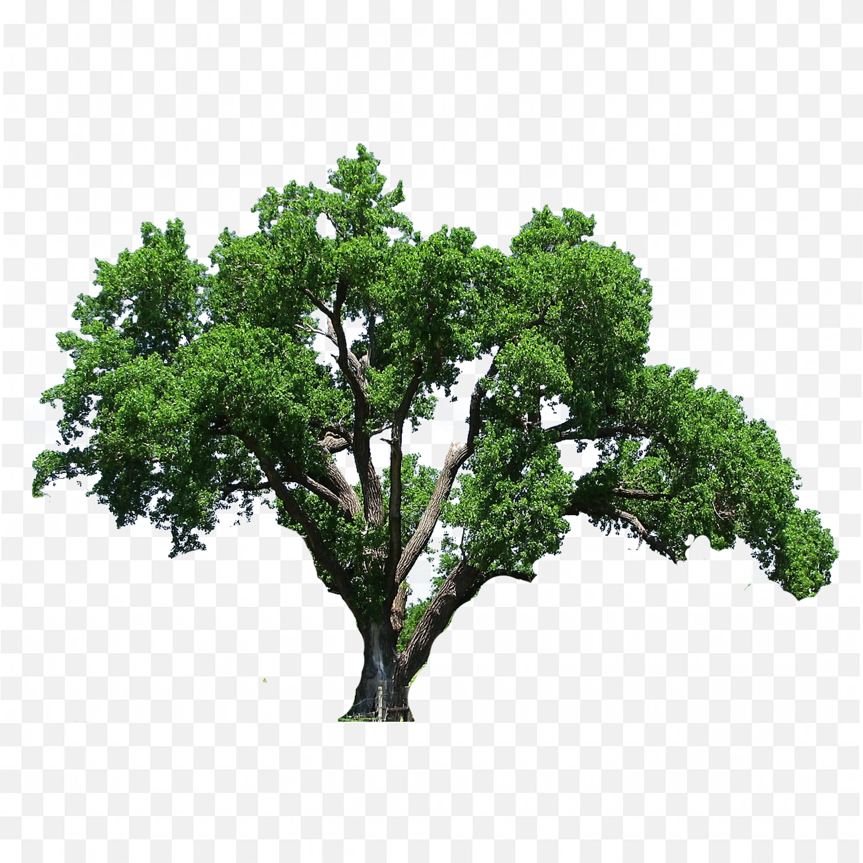 Bonsai Tree PNG Small Nature Art Scene Green Clip Design