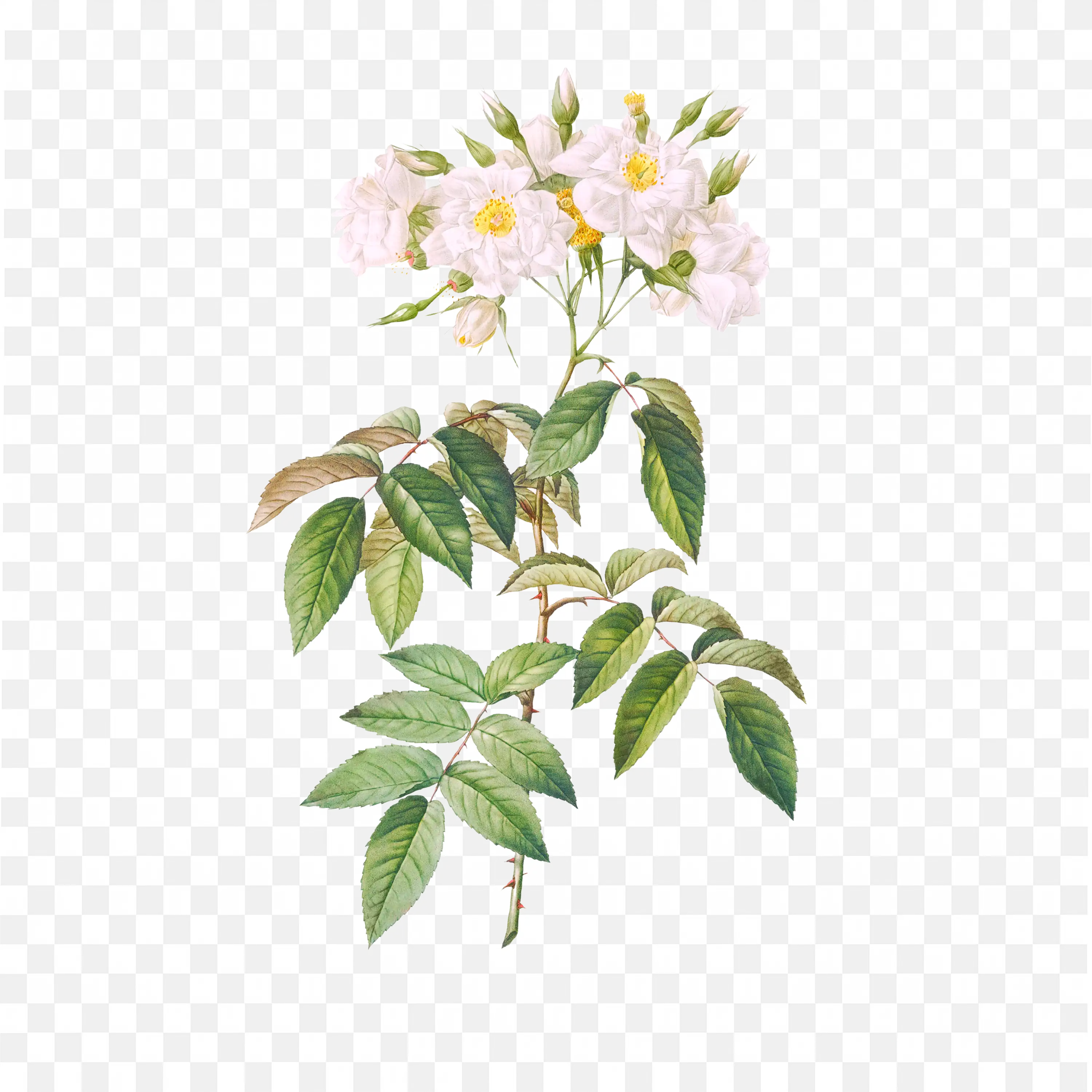 Botanical Illustration of Soft Pink Flowers with Green Leaves
