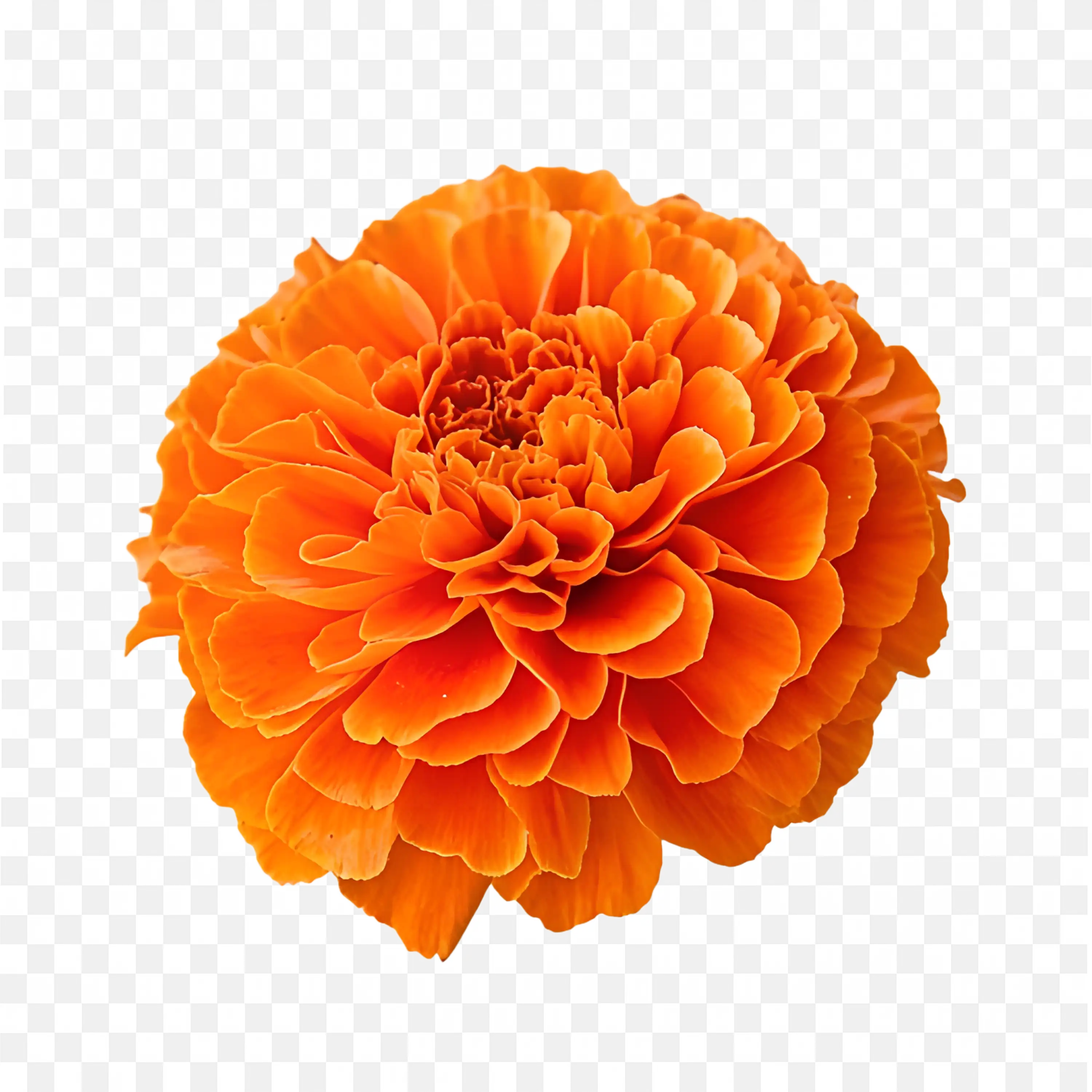 Bright Orange Marigold Flower PNG Image Free