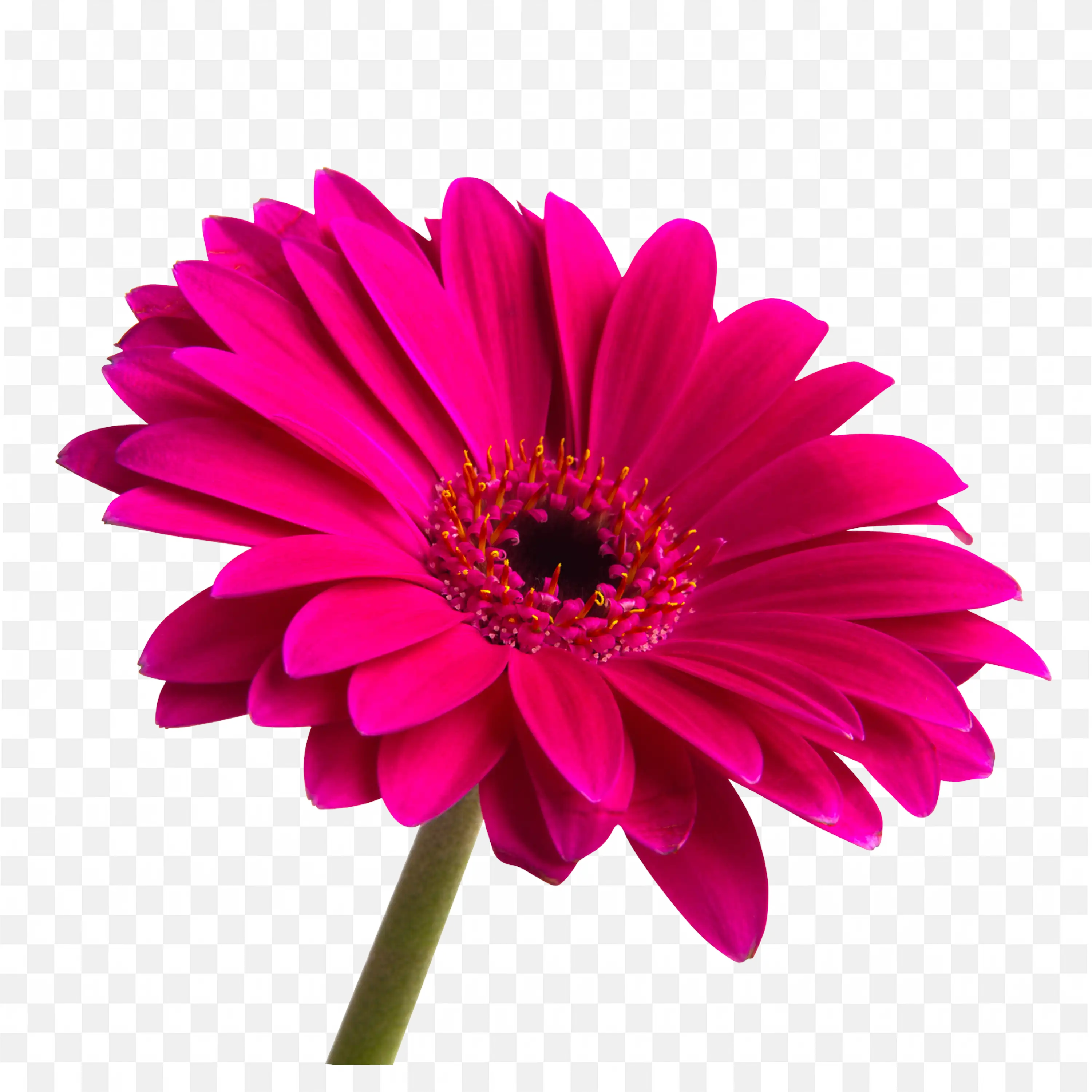 Bright Pink Gerbera Flower PNG Nature Image Download