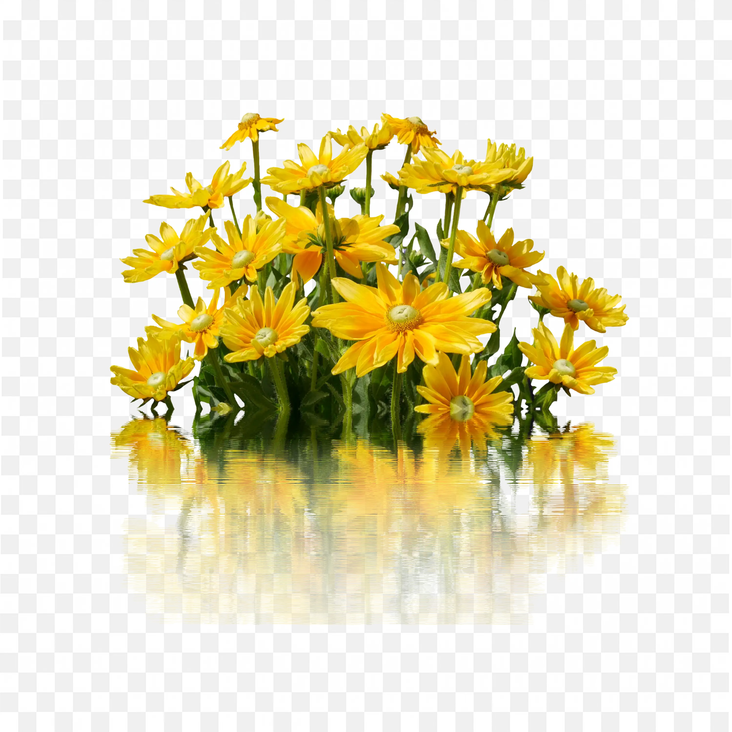 Bright Yellow Daisies with Green Leaves PNG Clipart