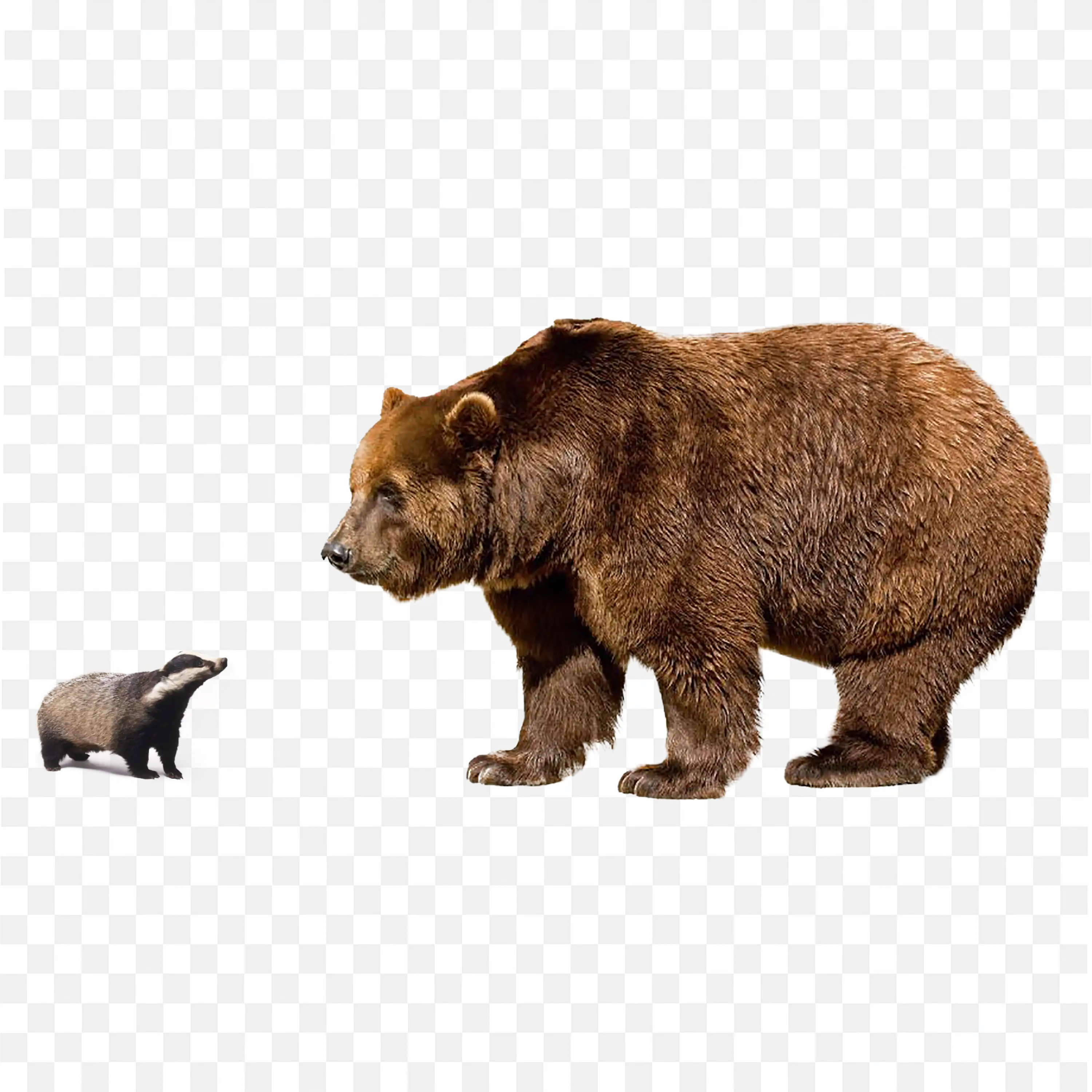 Brown Bear with Cub PNG Nature Wildlife Family Scene