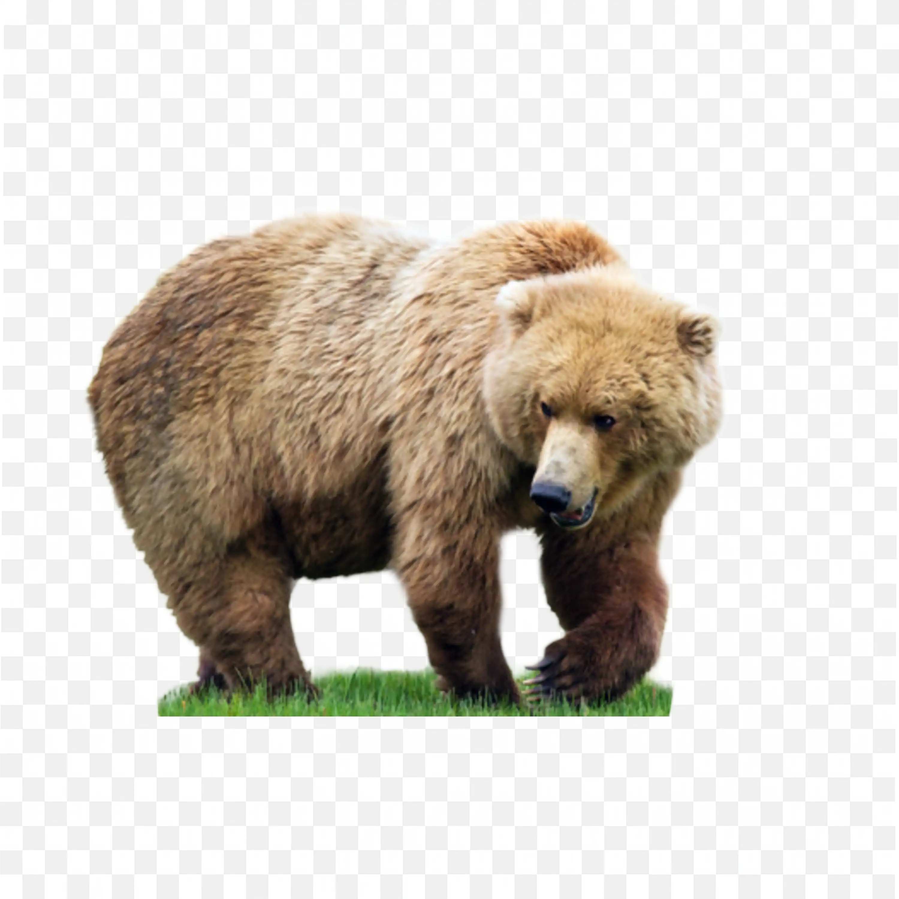 Brown Bear Foraging PNG Realistic Forest Wildlife Art