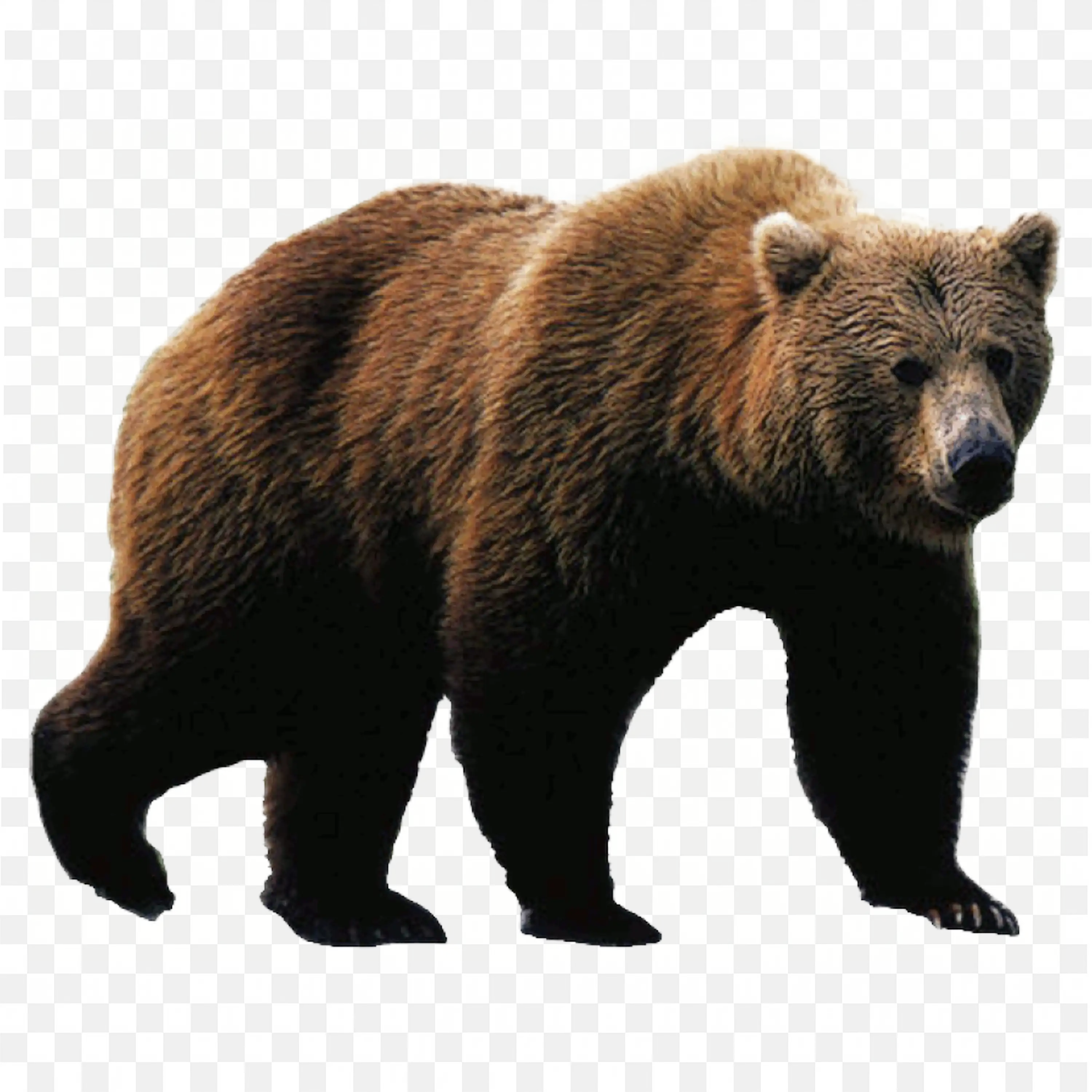 Brown Bear Realistic PNG Forest Animal Wildlife Side View