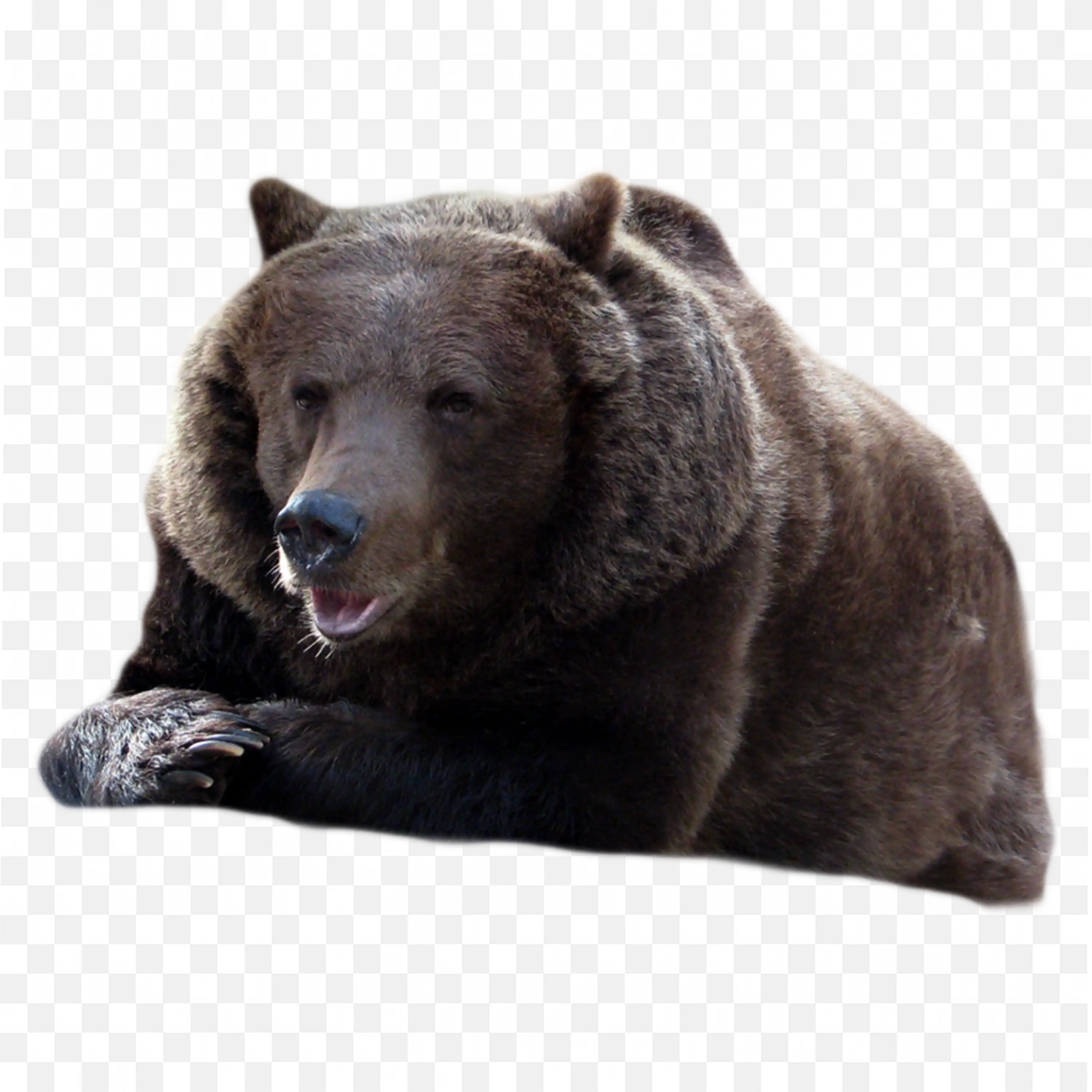 Brown Bear Resting PNG Side View Wildlife Clipart PNG