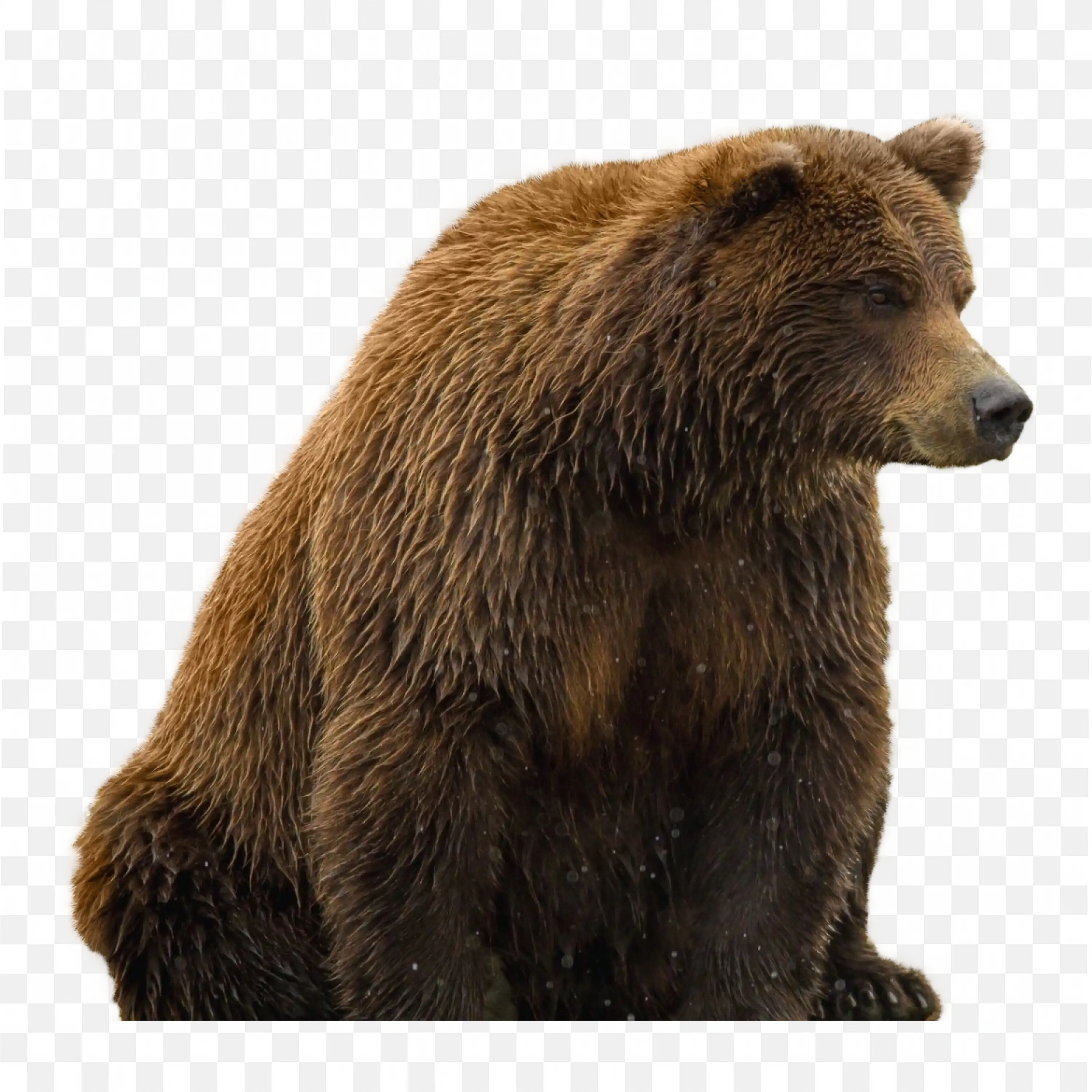 Brown Bear Side View PNG Realistic Nature Animal Art