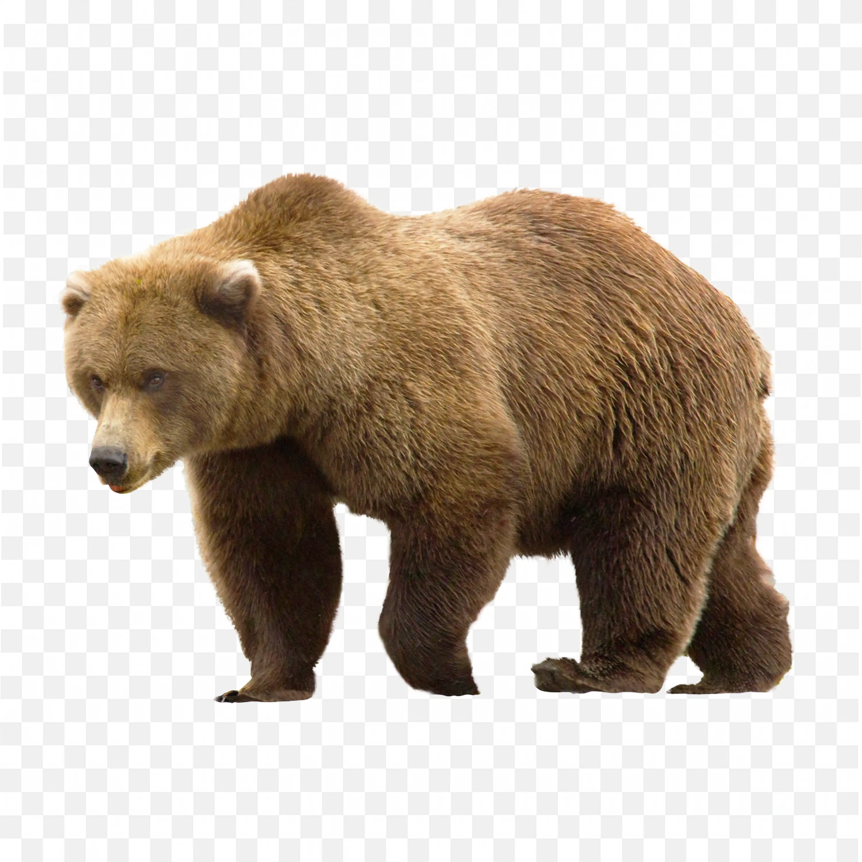 Brown Bear Standing PNG Realistic Forest Wildlife Art