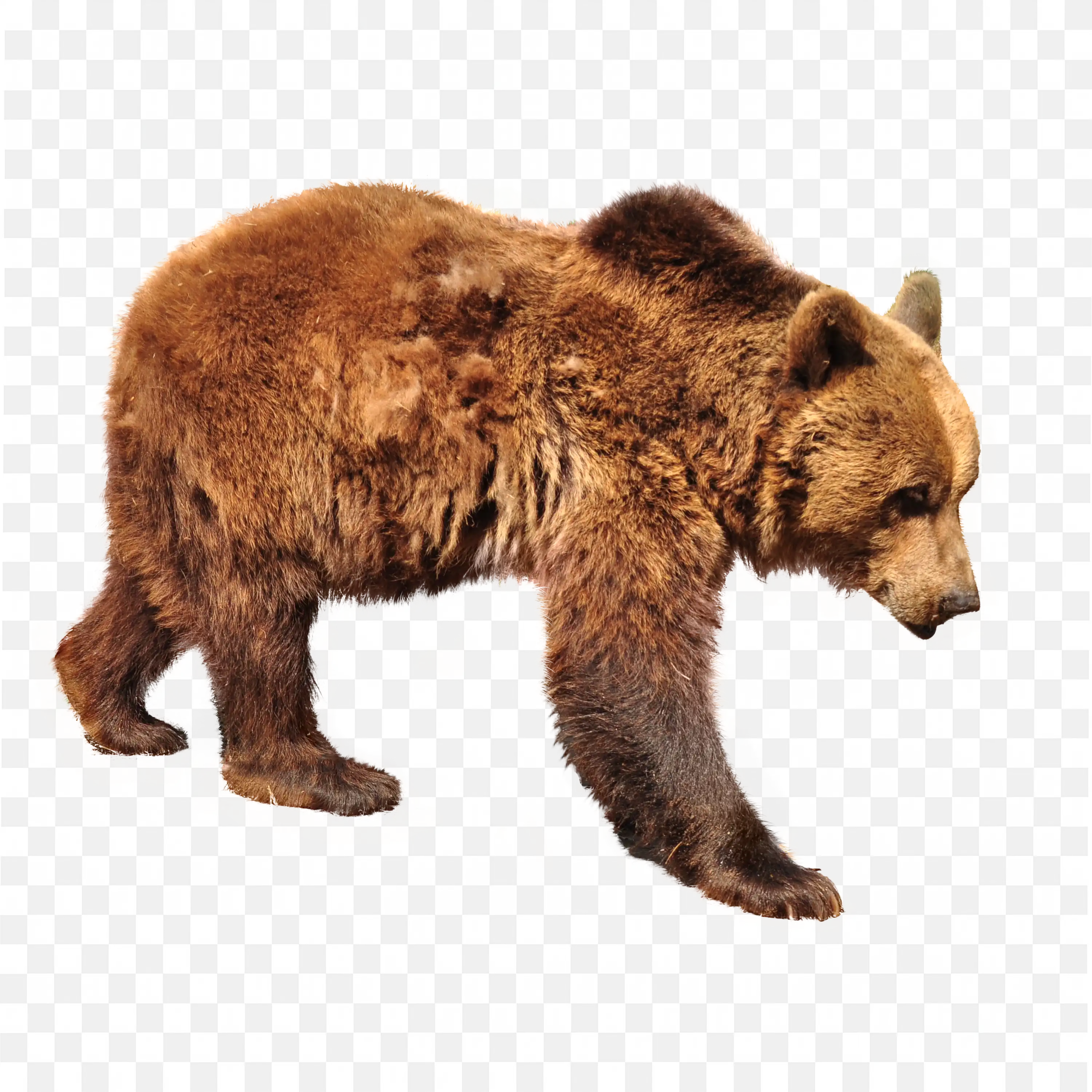 Brown Bear Walking Forward Wild Animal Transparent PNG