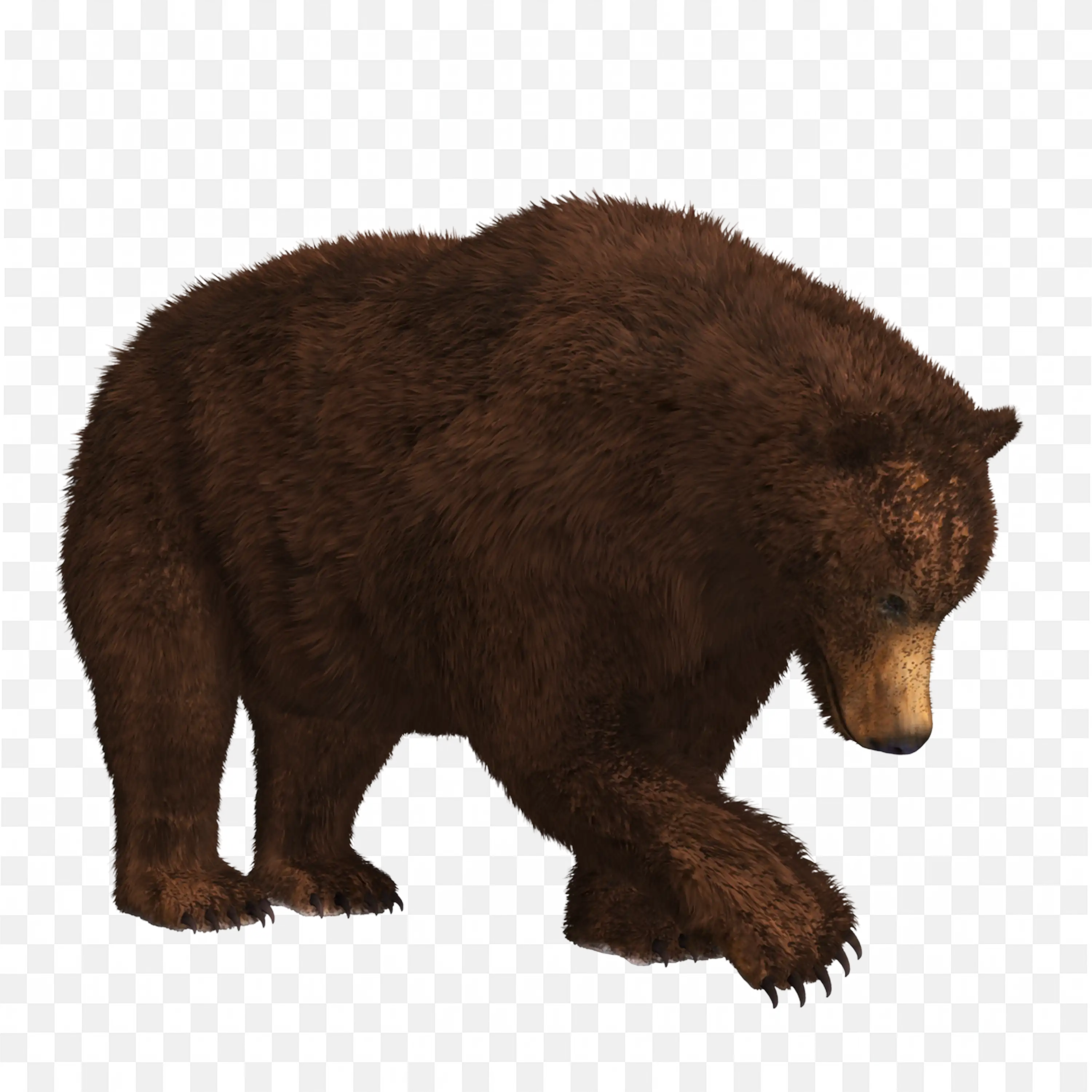 Brown Bear Walking PNG Realistic Wildlife Forest Animal