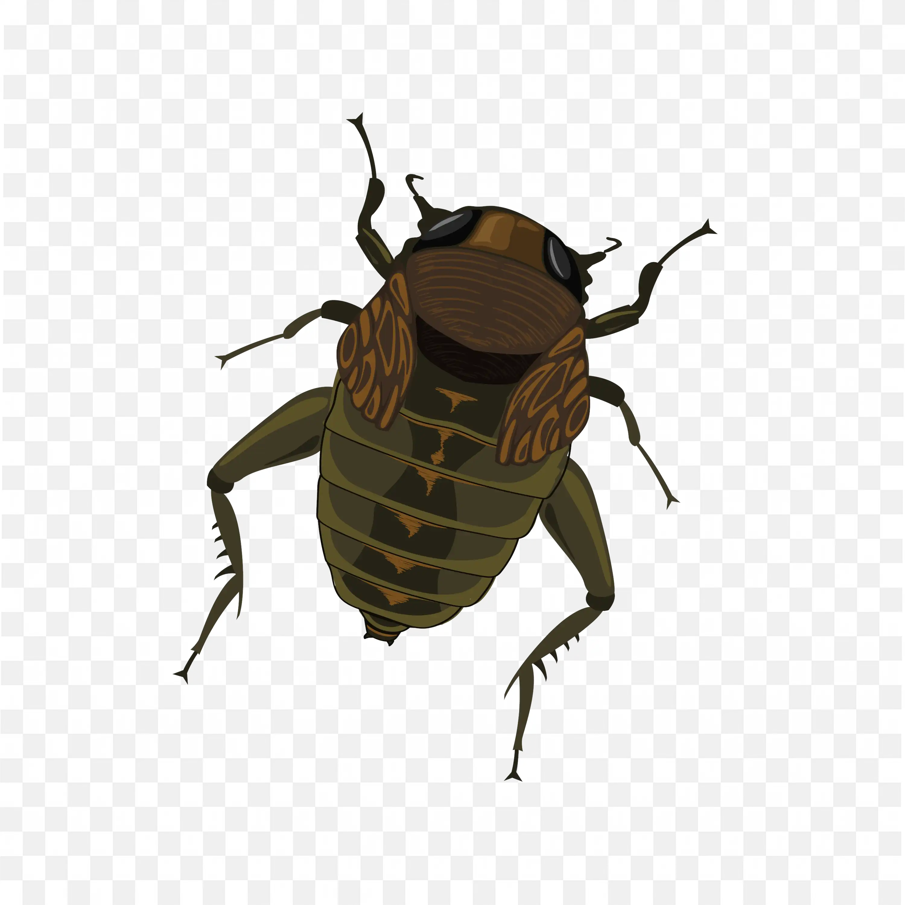 Brown Beetle PNG Detailed Insect Nature Wildlife Art