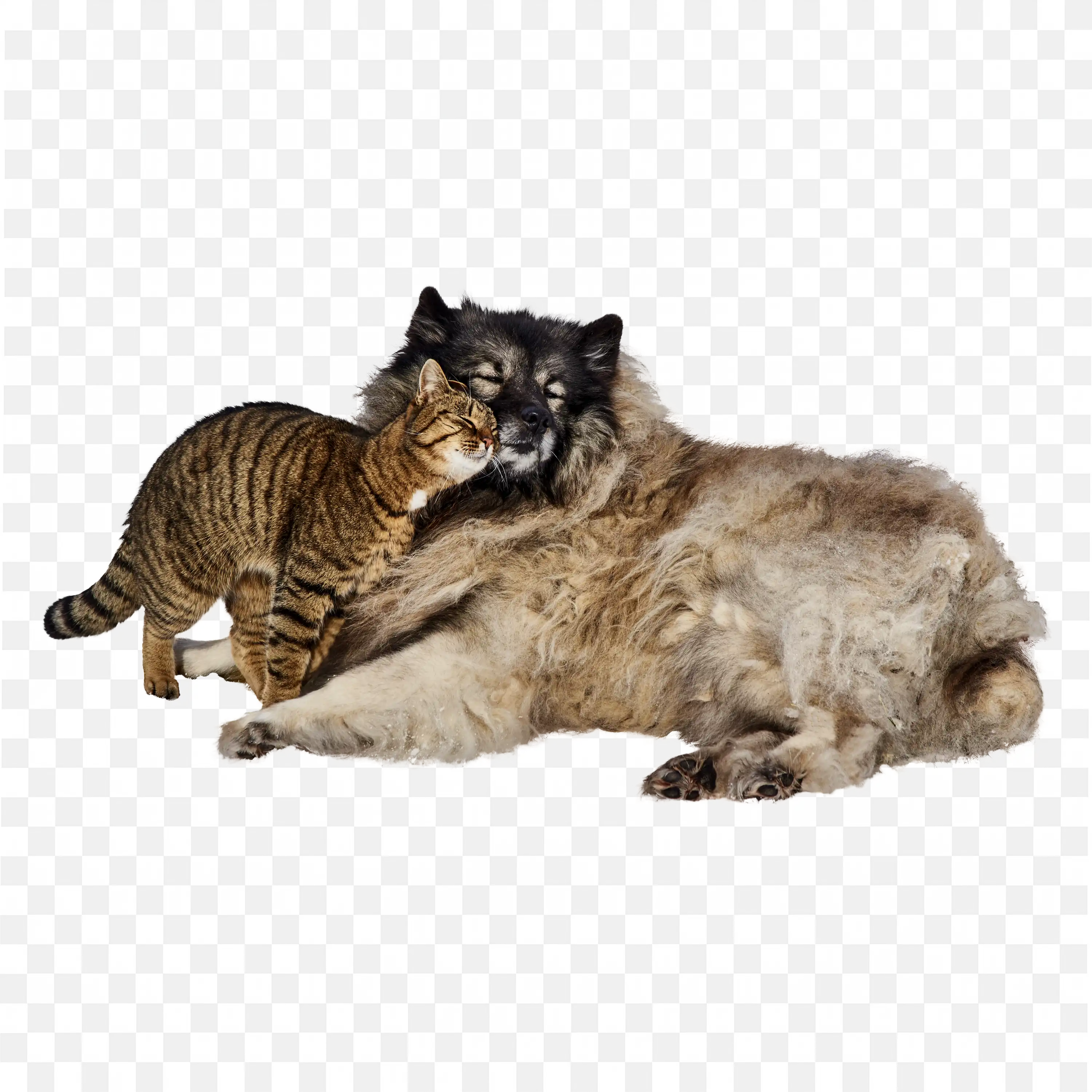 Brown Cat Sleeping Peacefully Cute Pet PNG Transparent