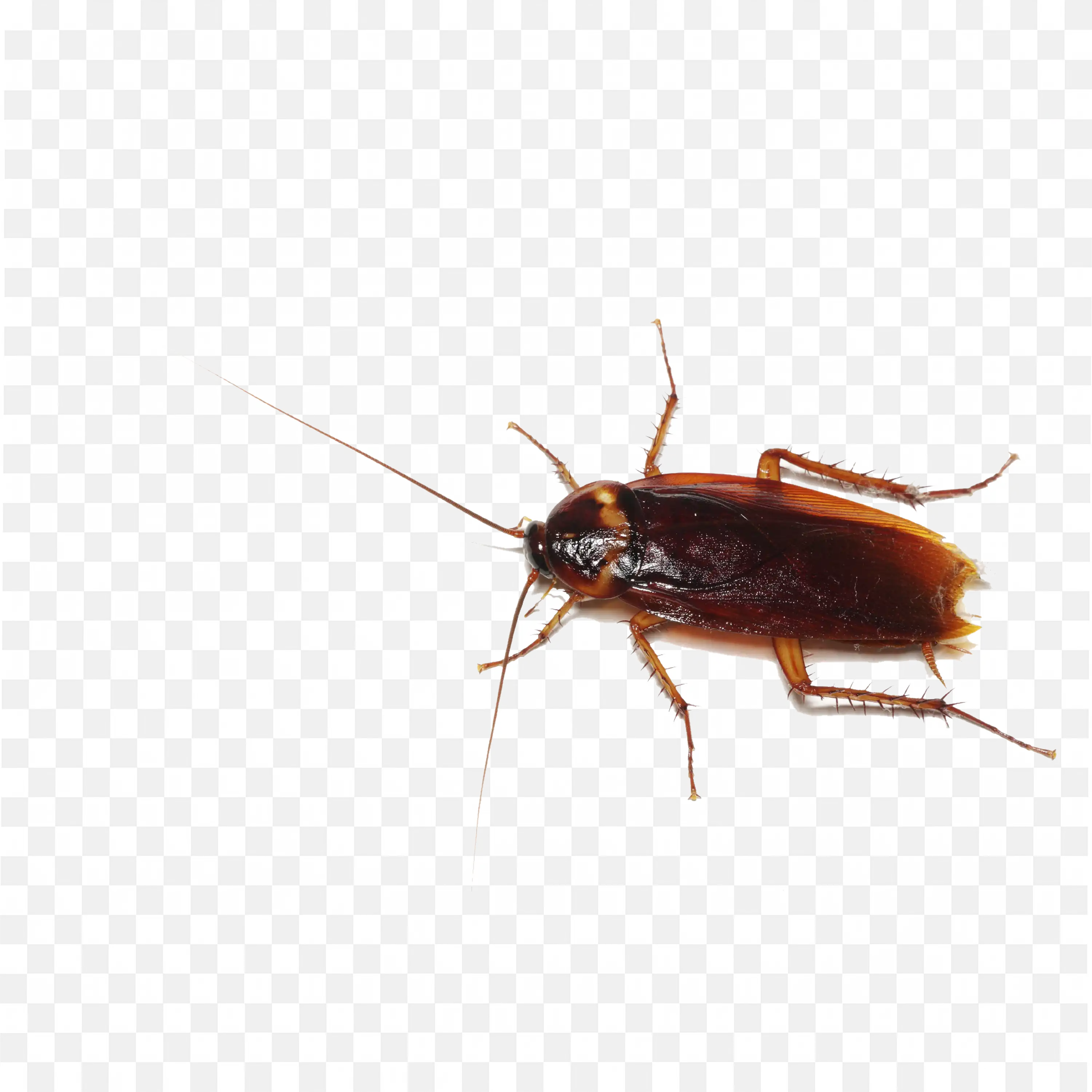 Brown Cockroach Side View Transparent Insect PNG