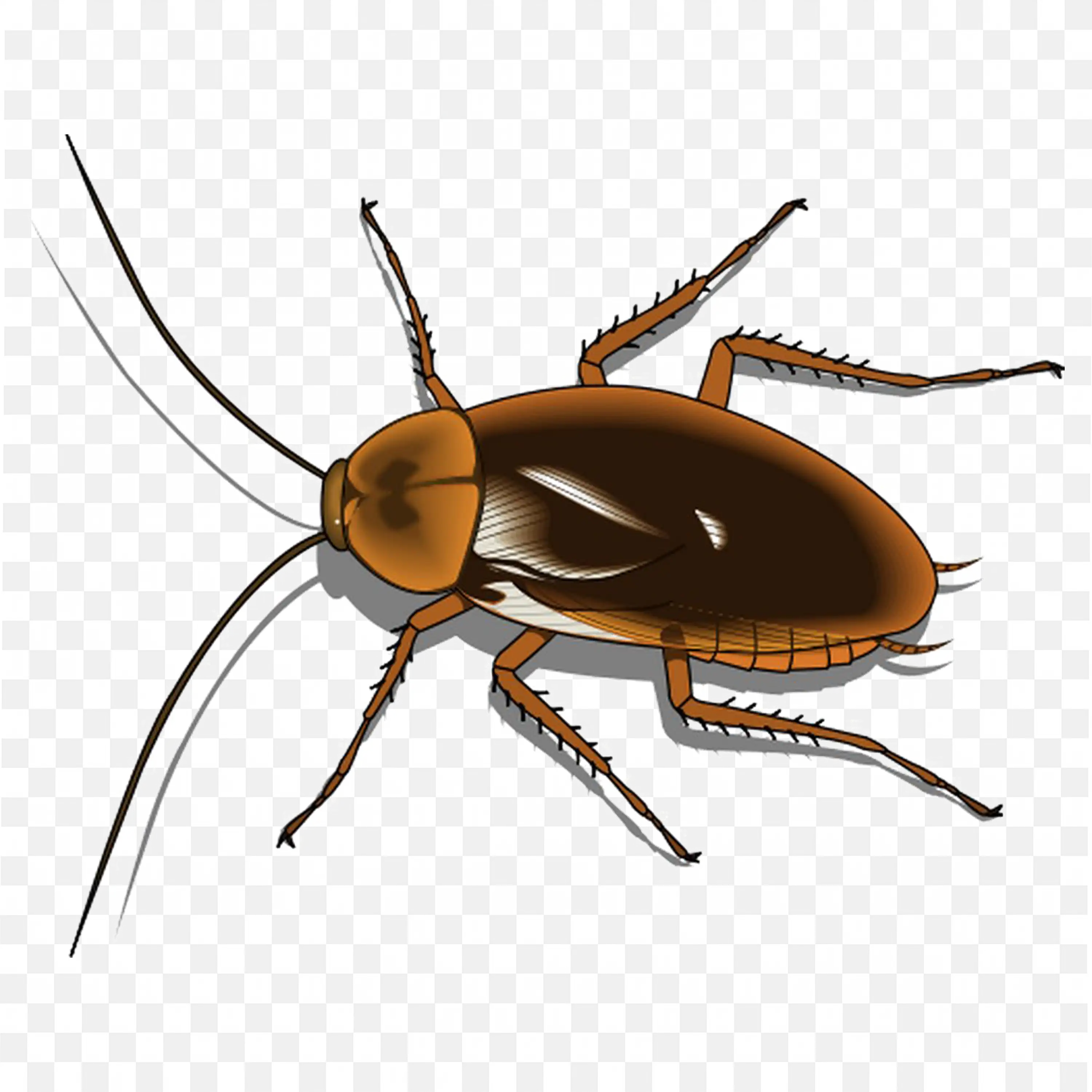 Brown Cockroach Top View Realistic Insect Image Download