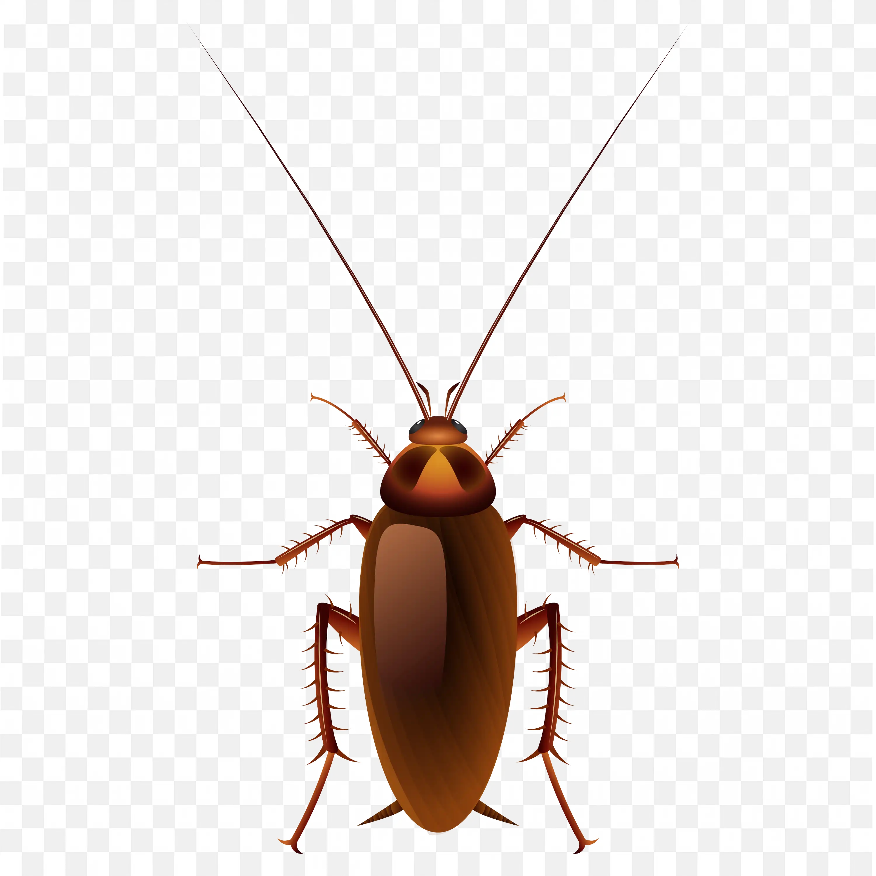 Brown Cockroach Top View Realistic Insect Transparent
