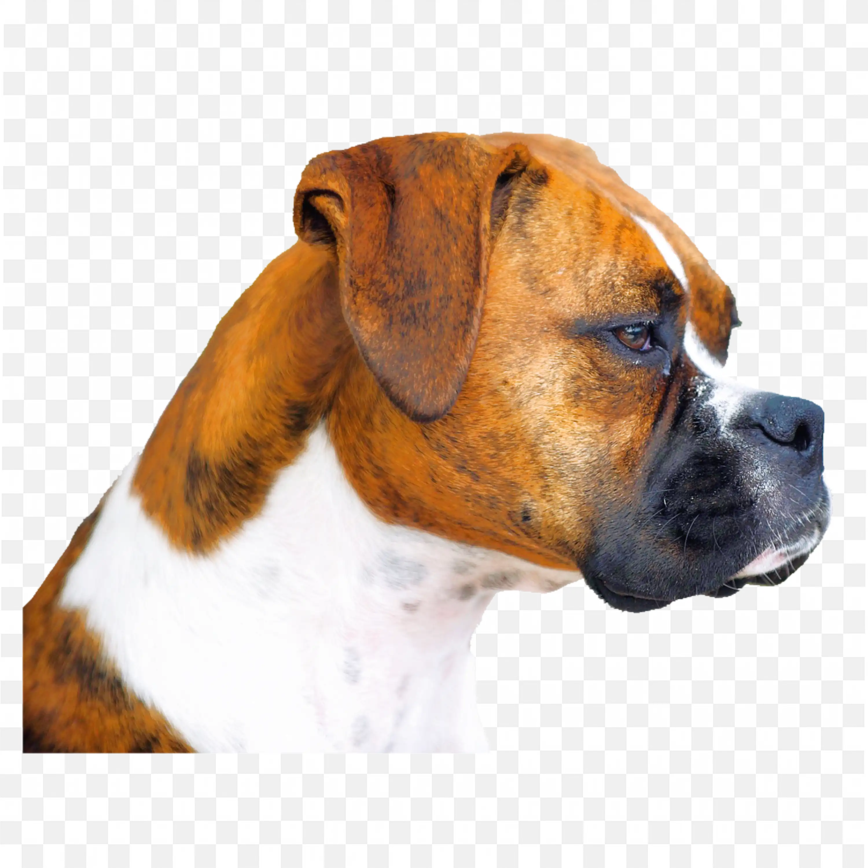 Brown Dog Face Looking Down to Left Transparent PNG