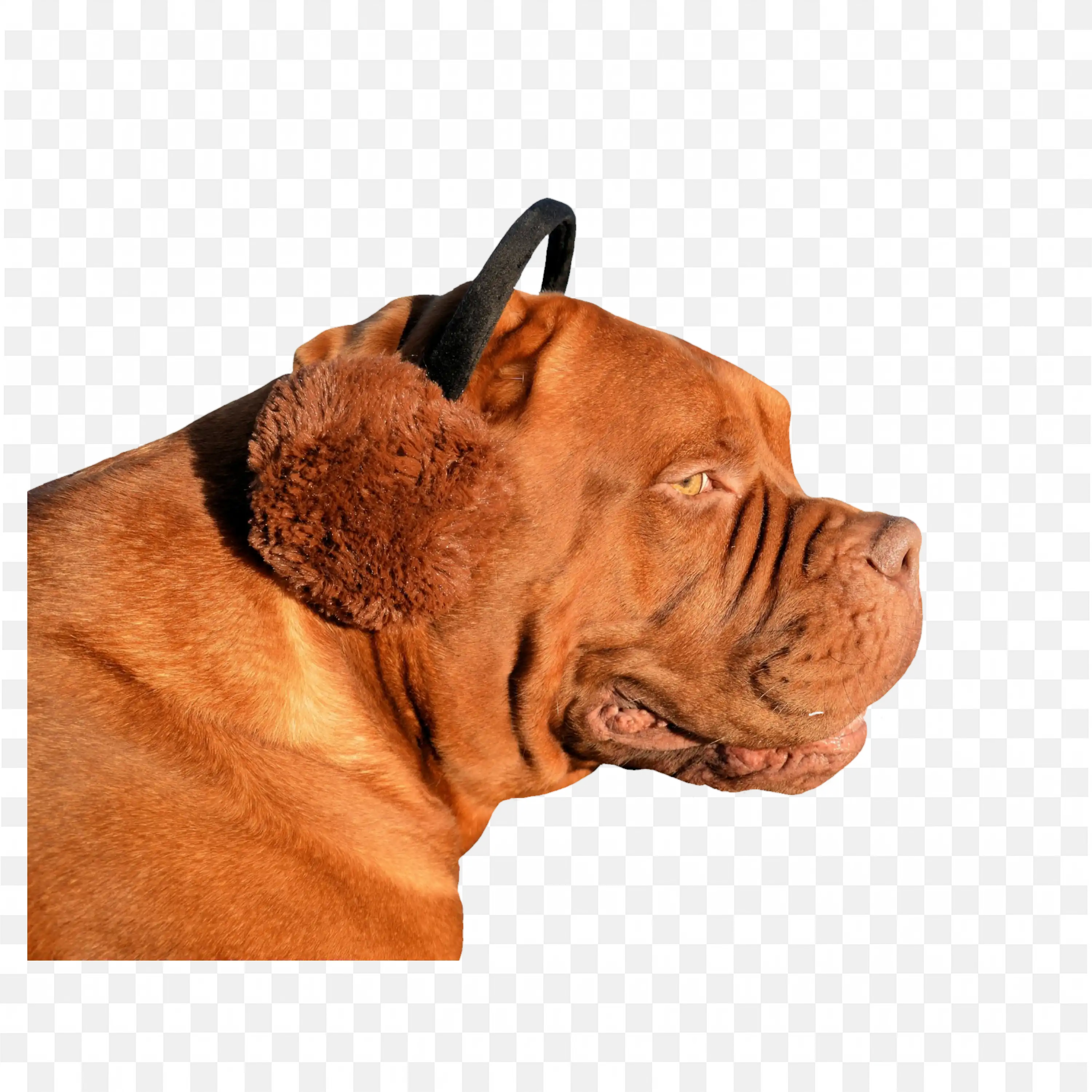Brown Dog Head in Profile Facing Right Transparent PNG