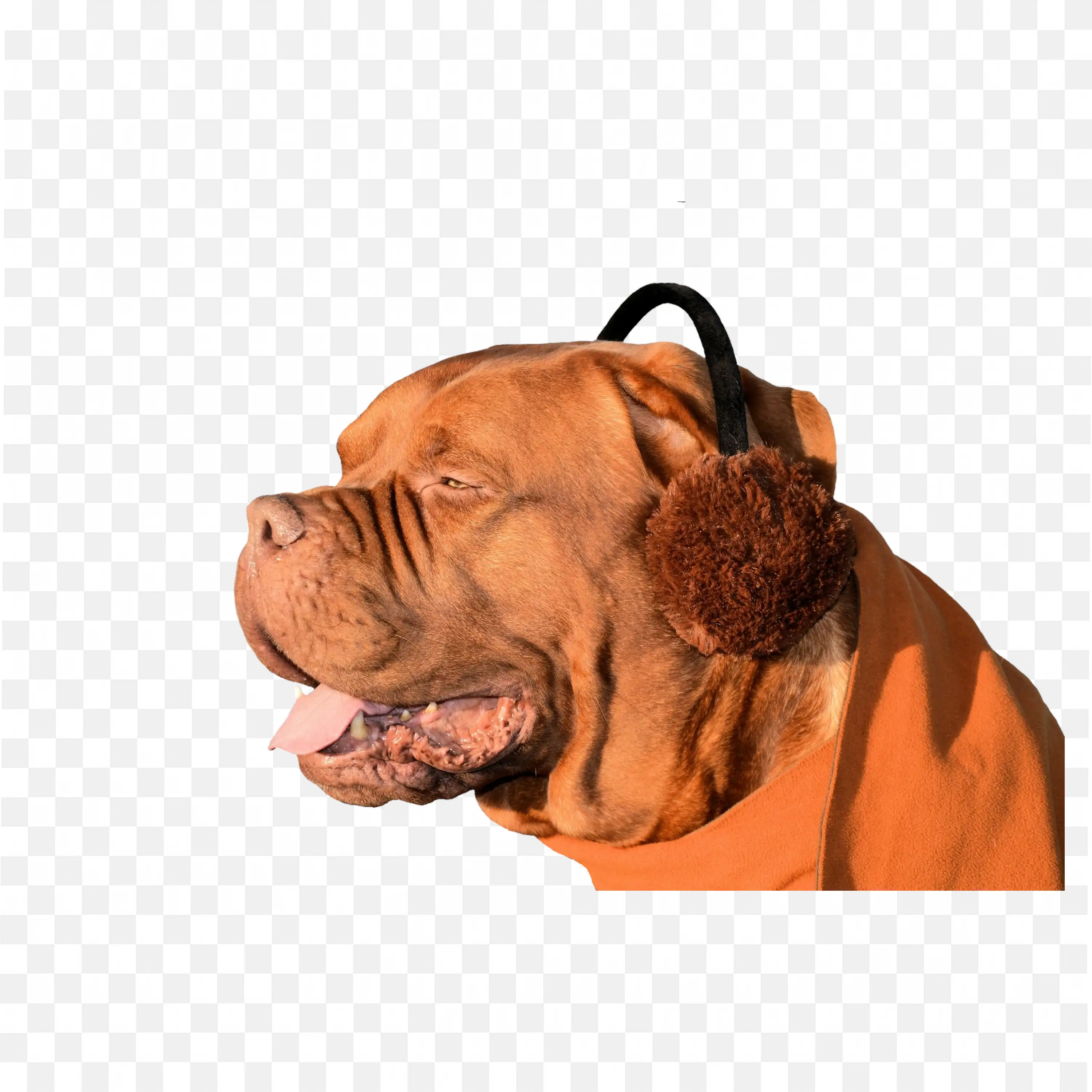 Brown Dog Lying Down Relaxed Pet Transparent PNG Image