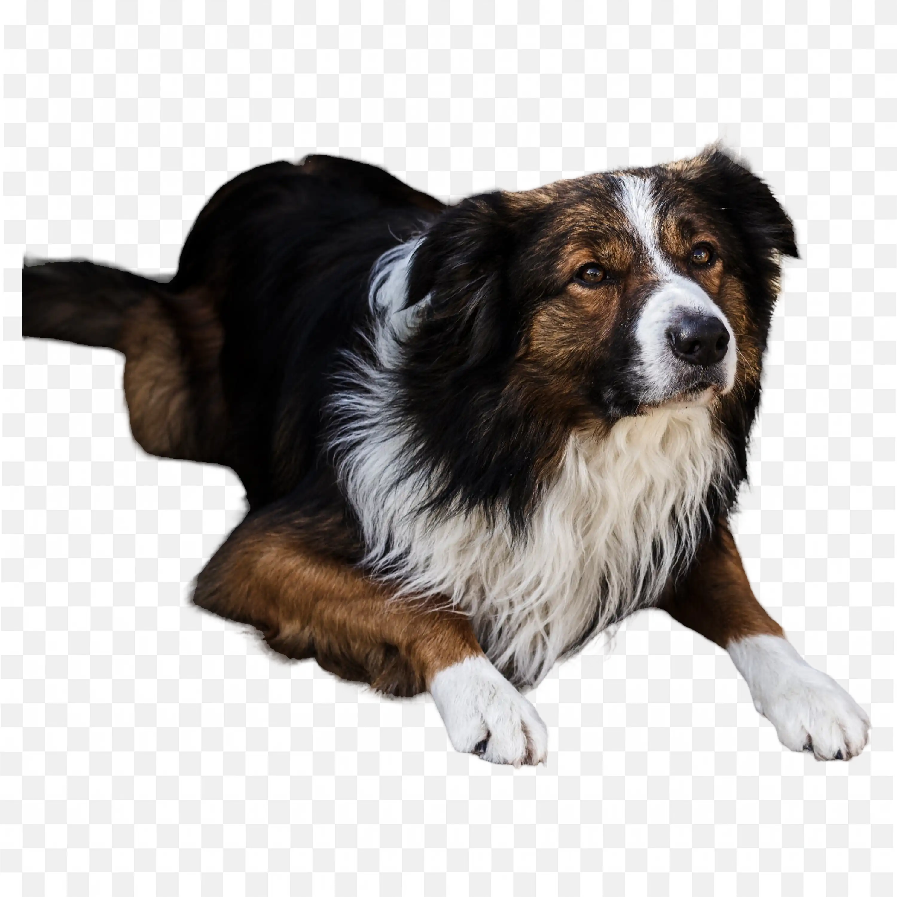 Brown Dog PNG Nature Clip Art Playful Pet Sitting on Ground