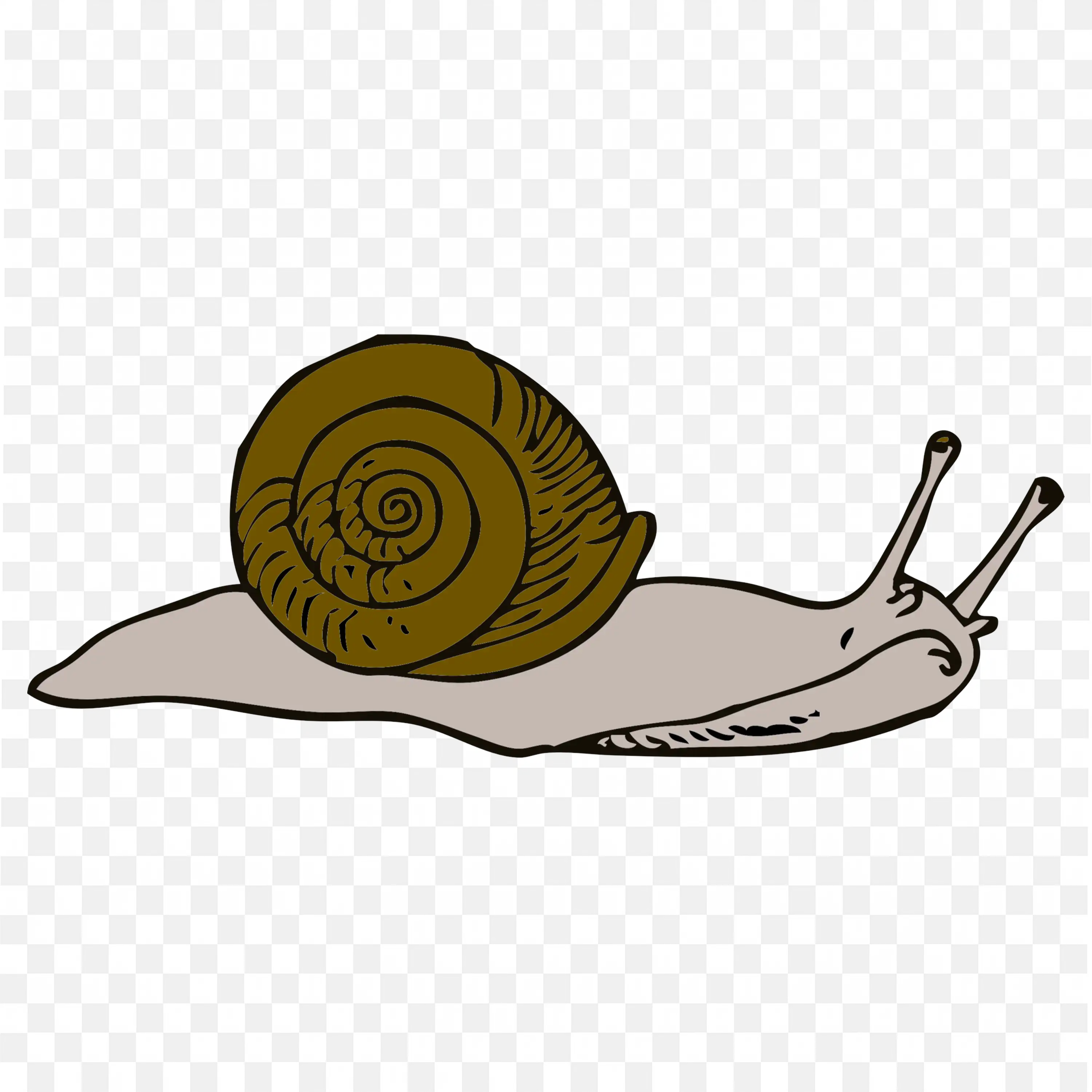 Brown Garden Snail Crawling Shell View Transparent PNG
