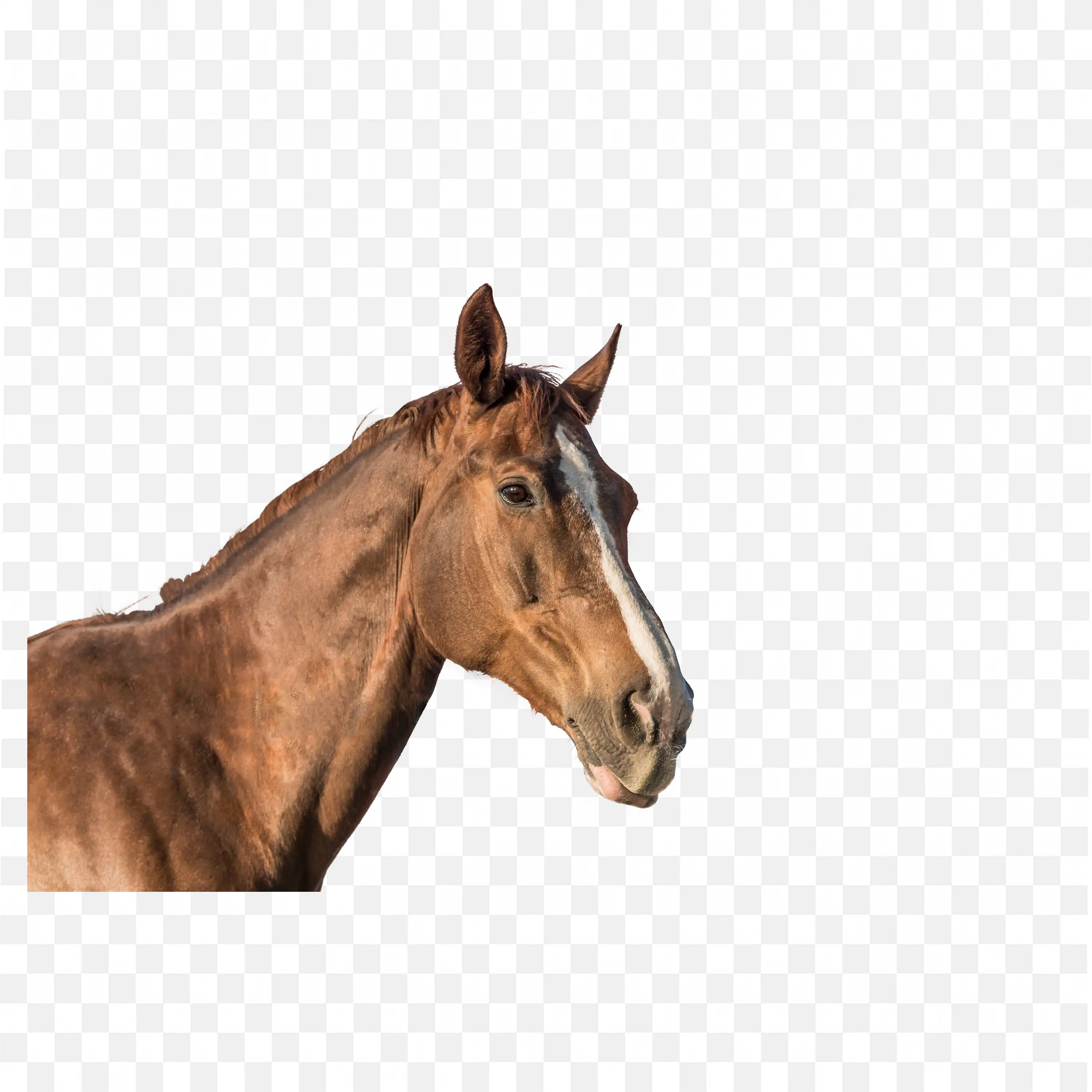 Brown Horse Standing Elegant Animal Transparent PNG