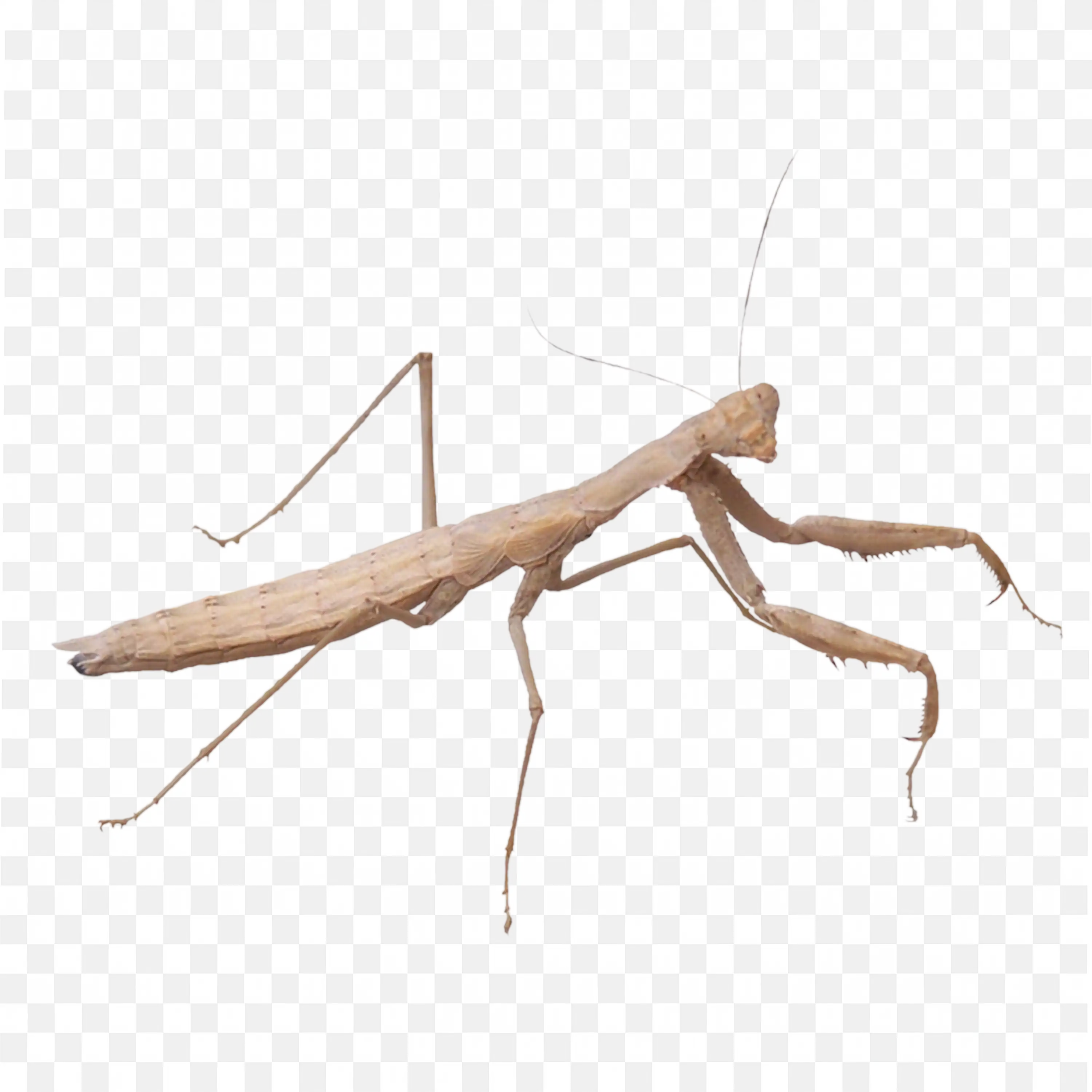 Brown Mantis Insect Crawling PNG Image Download