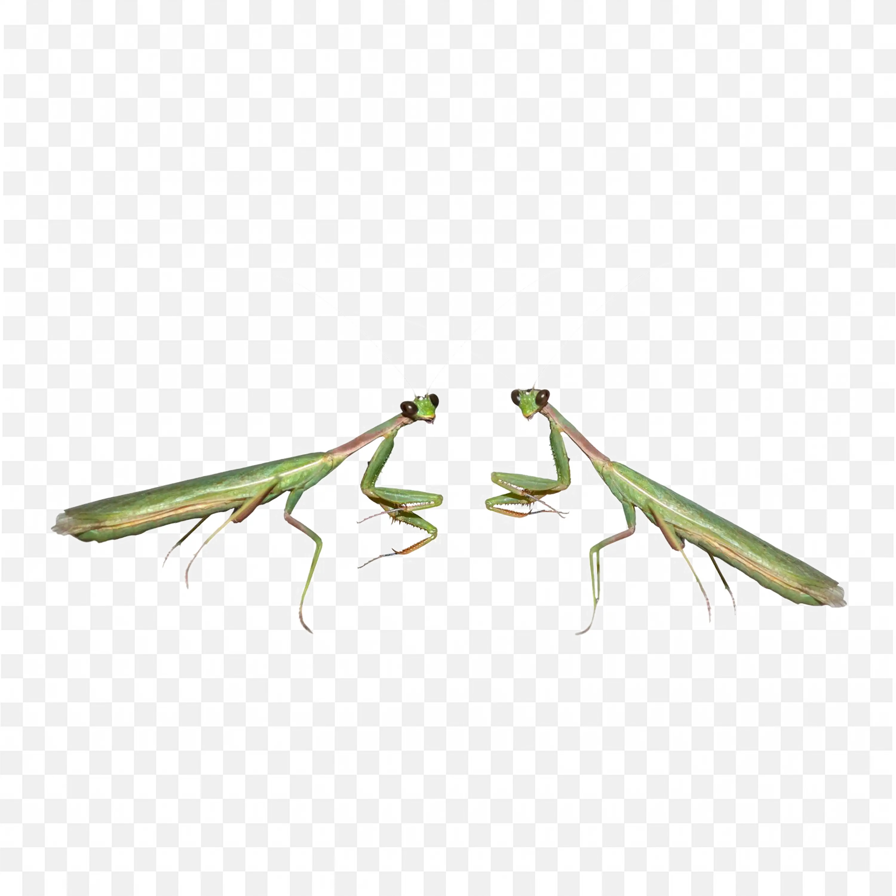 Brown Praying Mantis PNG Detailed Bug Side View Download