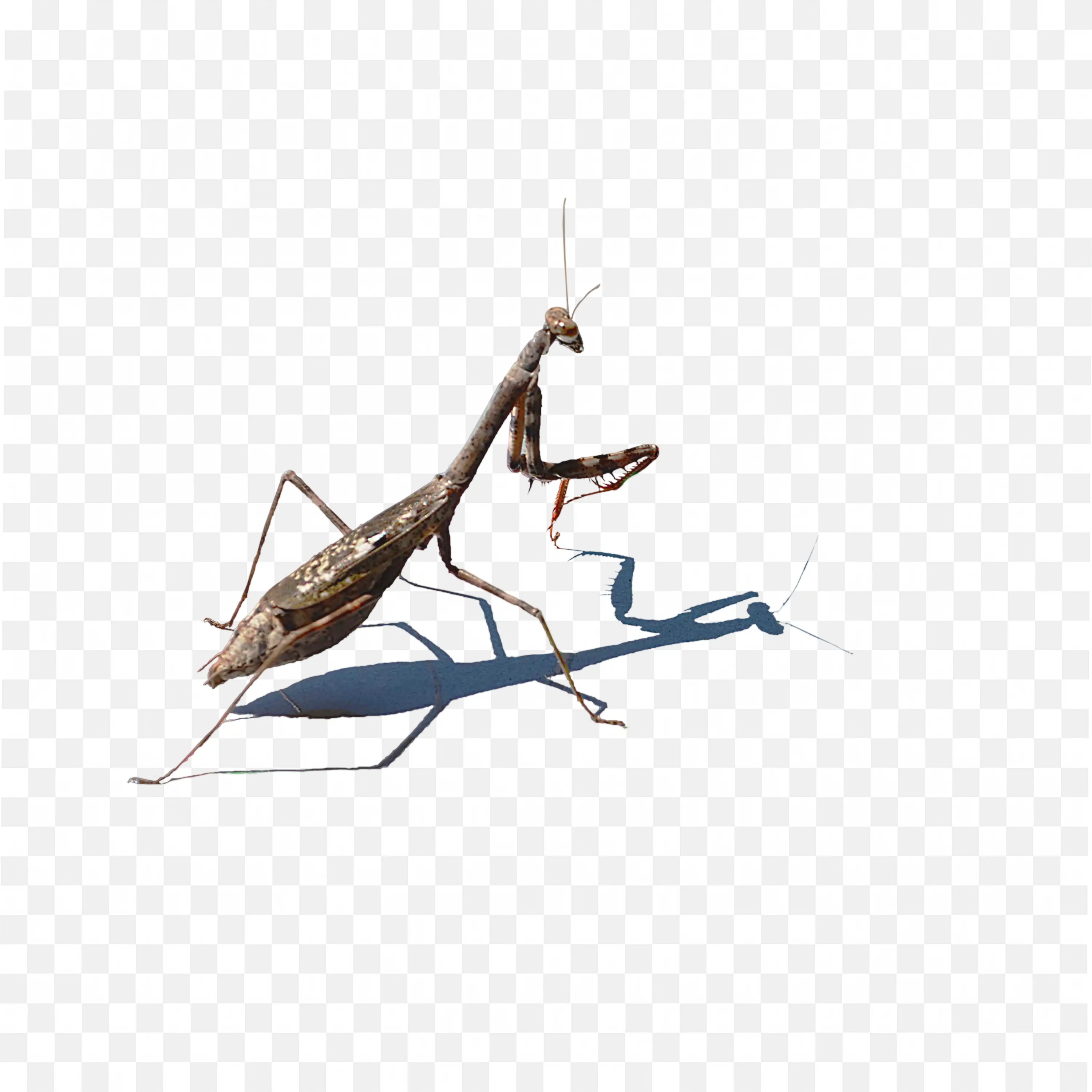 Brown Praying Mantis Side View PNG Image Download