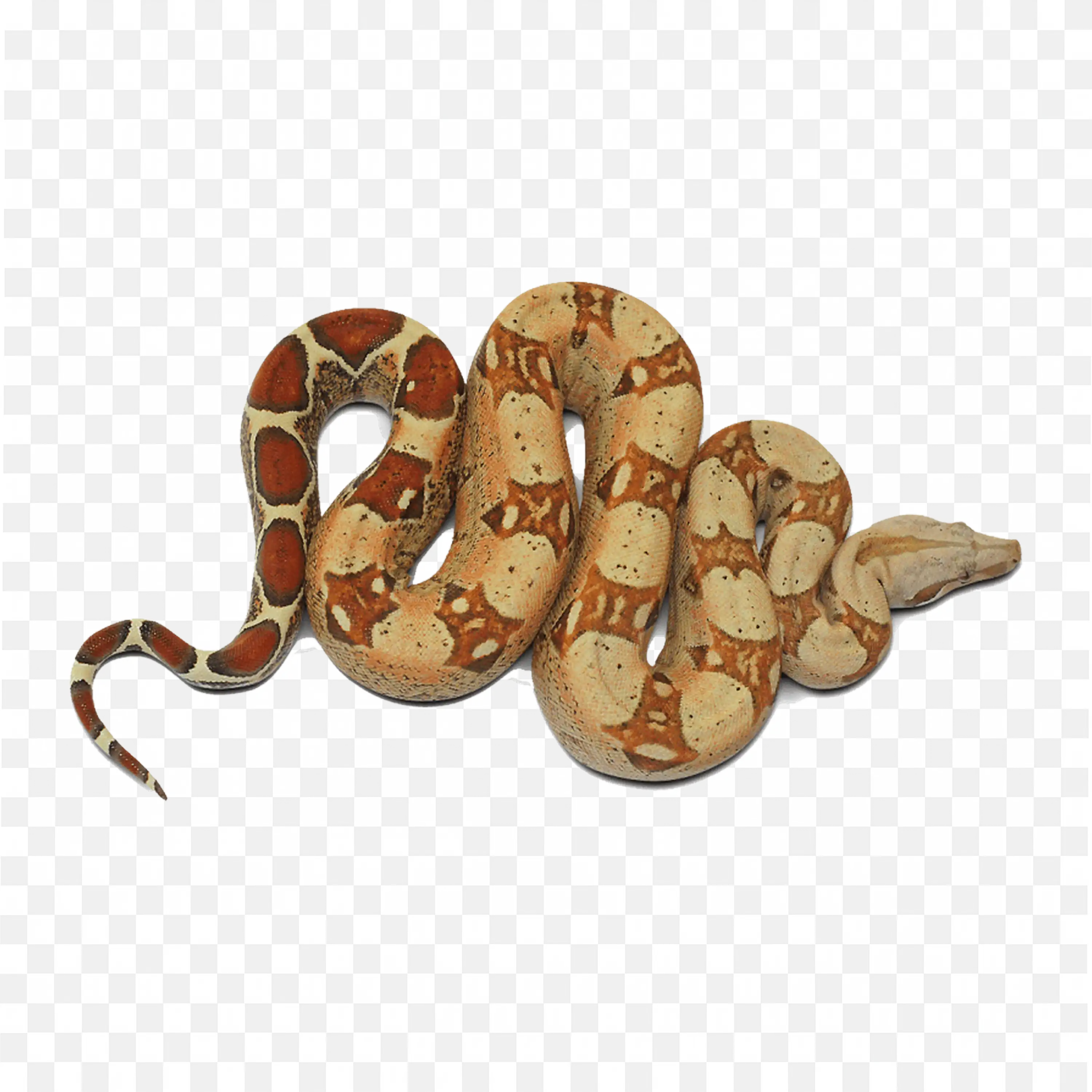 Brown Python Snake Clip Art Nature Animal Wild Reptile