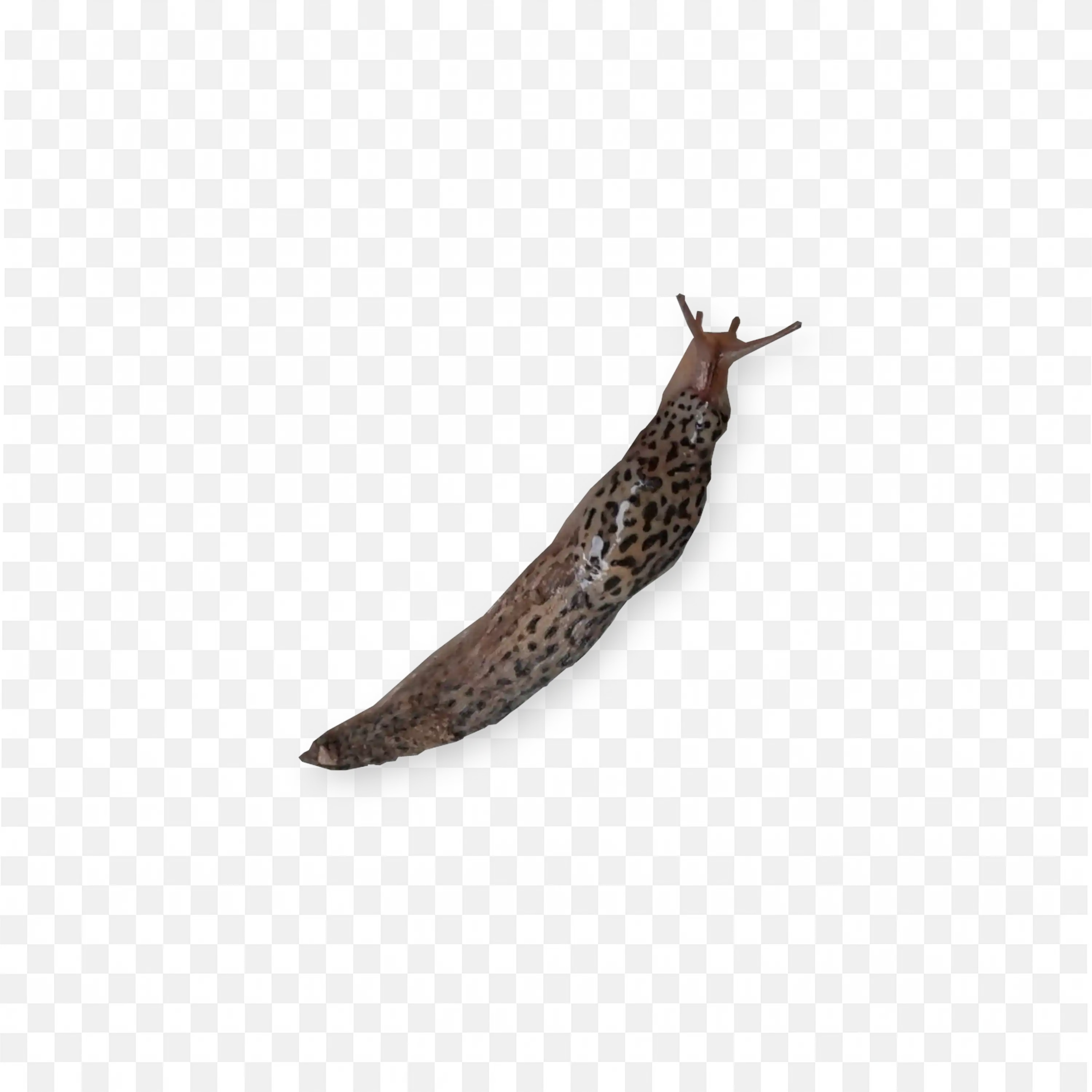 Brown Slug Crawling Left Realistic Transparent Clipart