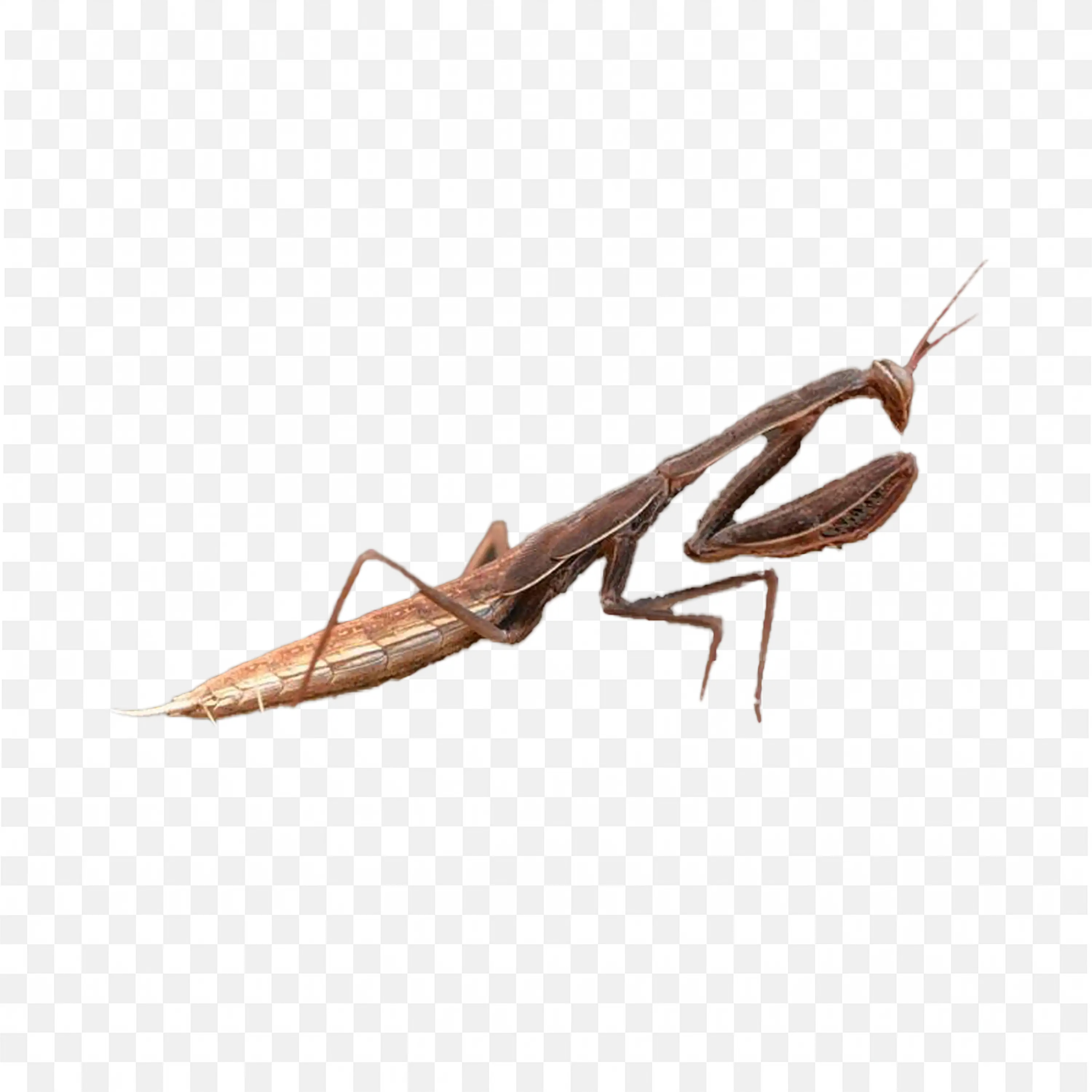 Brown Stick Mantis Insect PNG Image Free Download