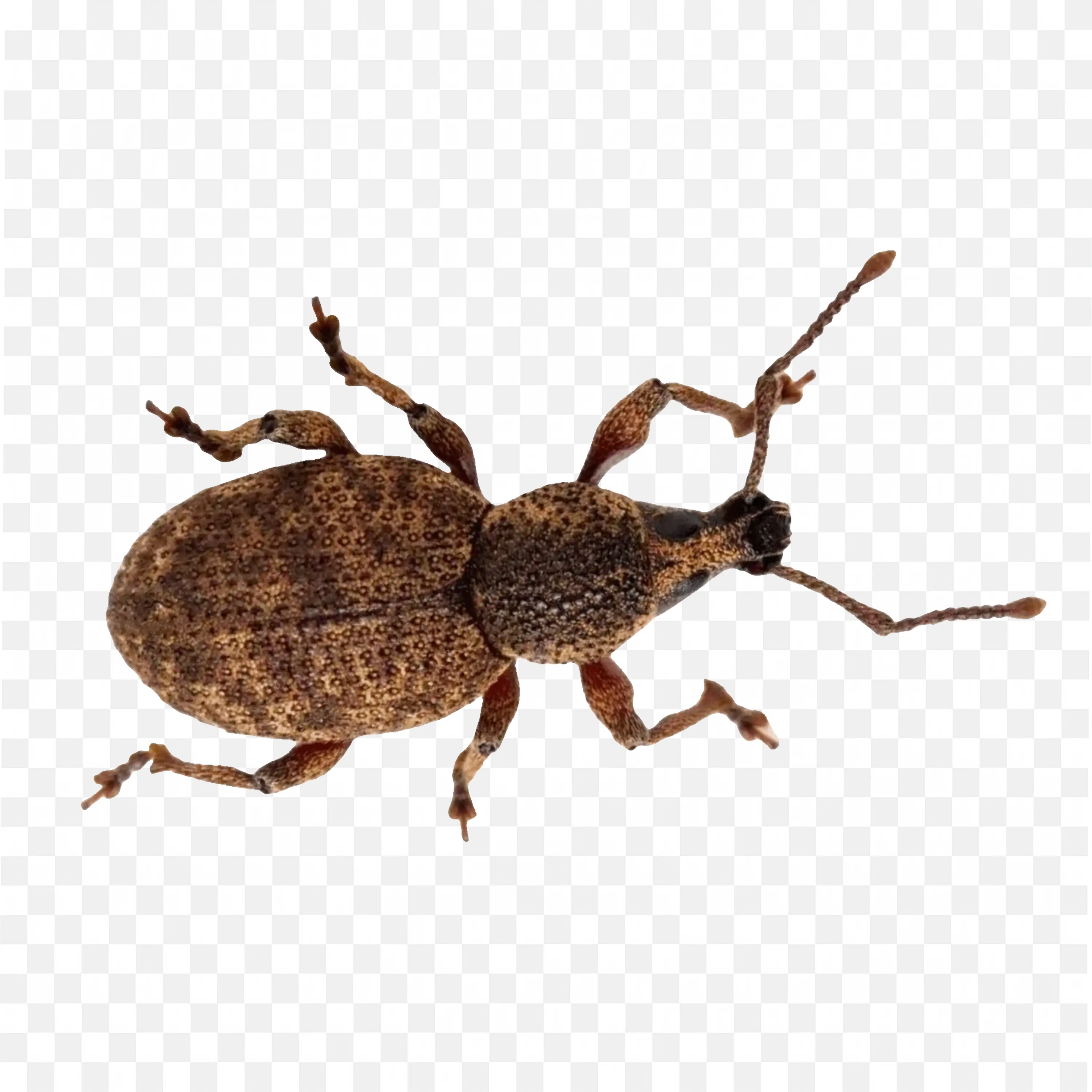 Brown Tick Insect Top View Transparent Bug PNG Art