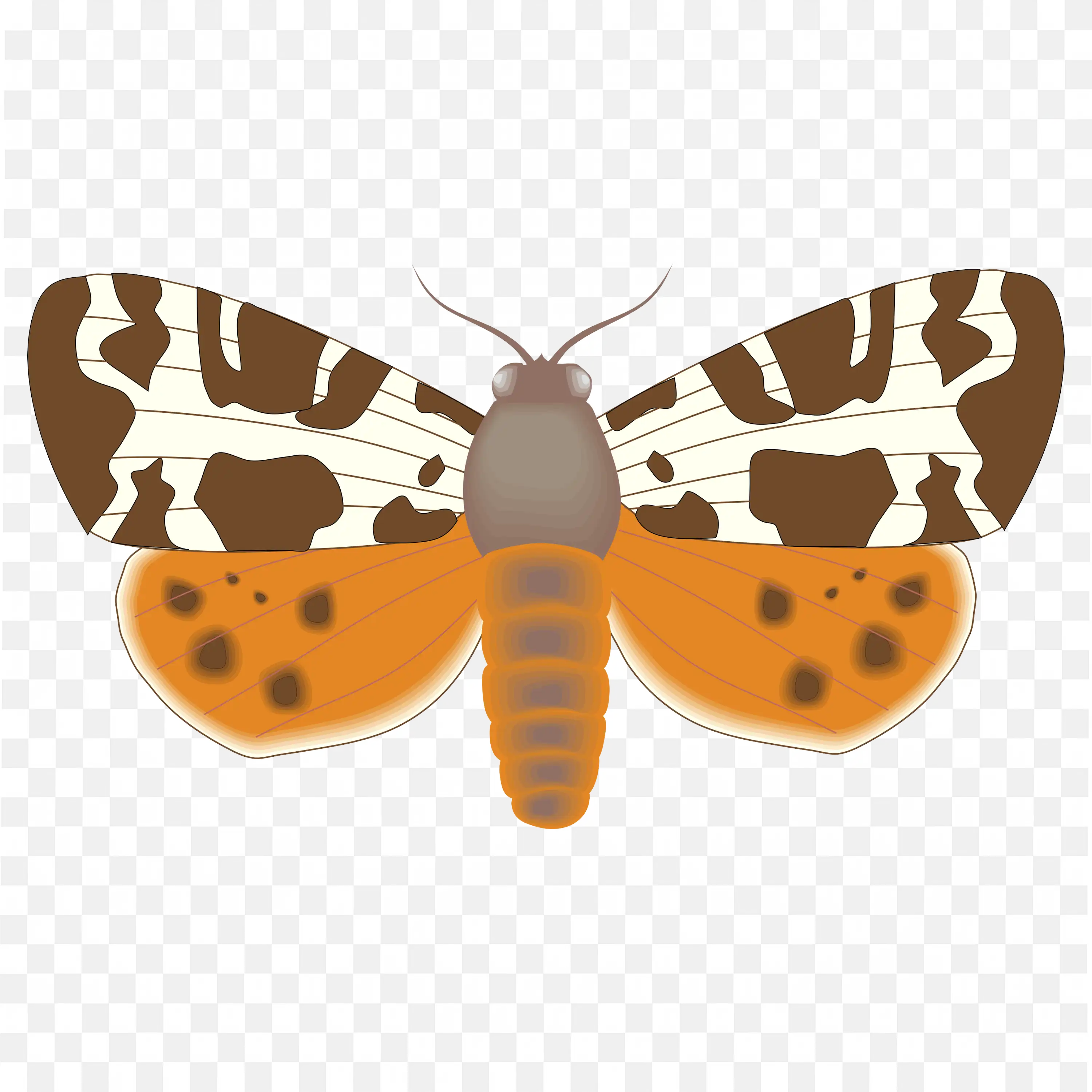 Brown and White Butterfly Unique Wing Pattern PNG