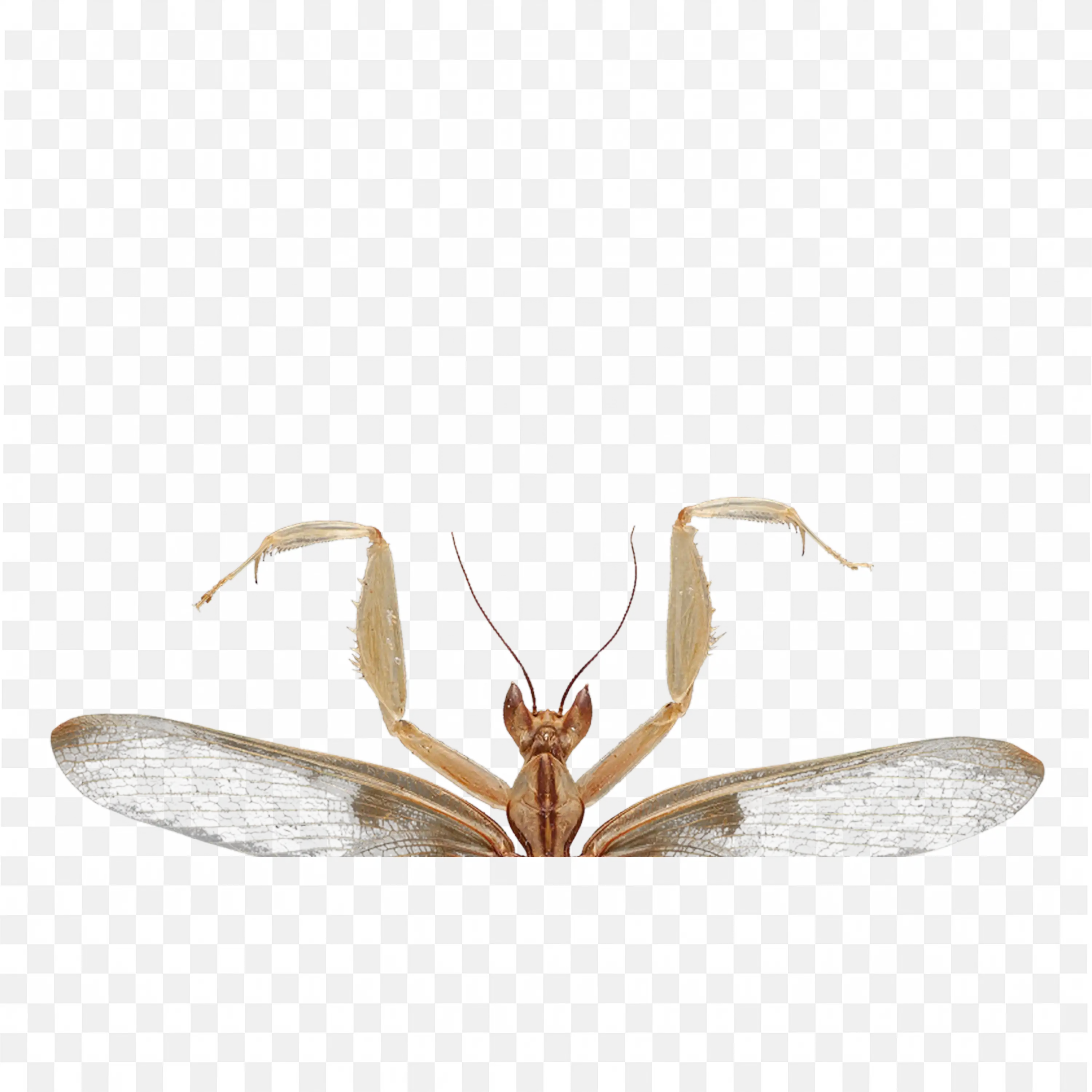 Brown Winged Mantis PNG Display Pose Vector Download