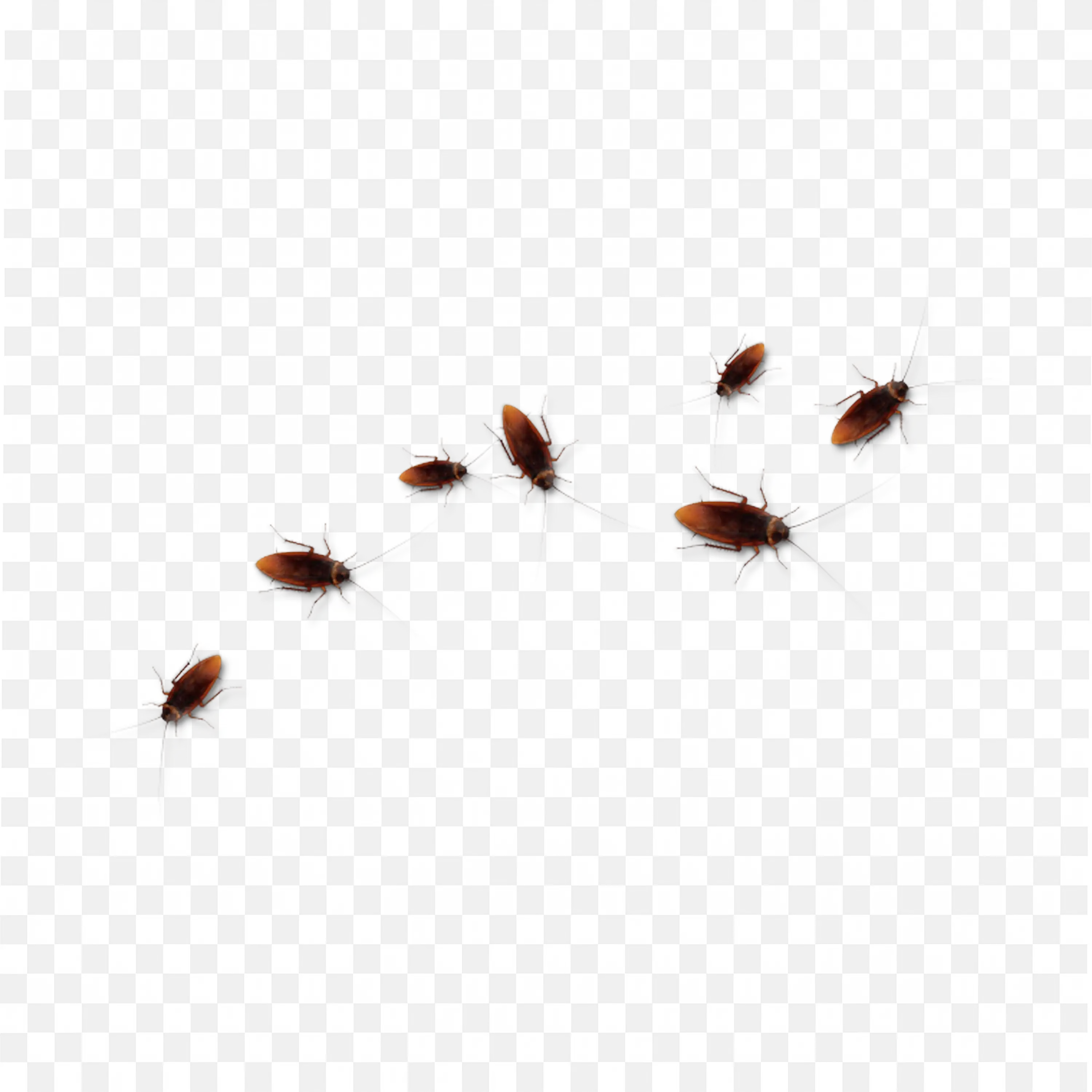 Bunch of Cockroach PNG Realistic Insect Illustration Download