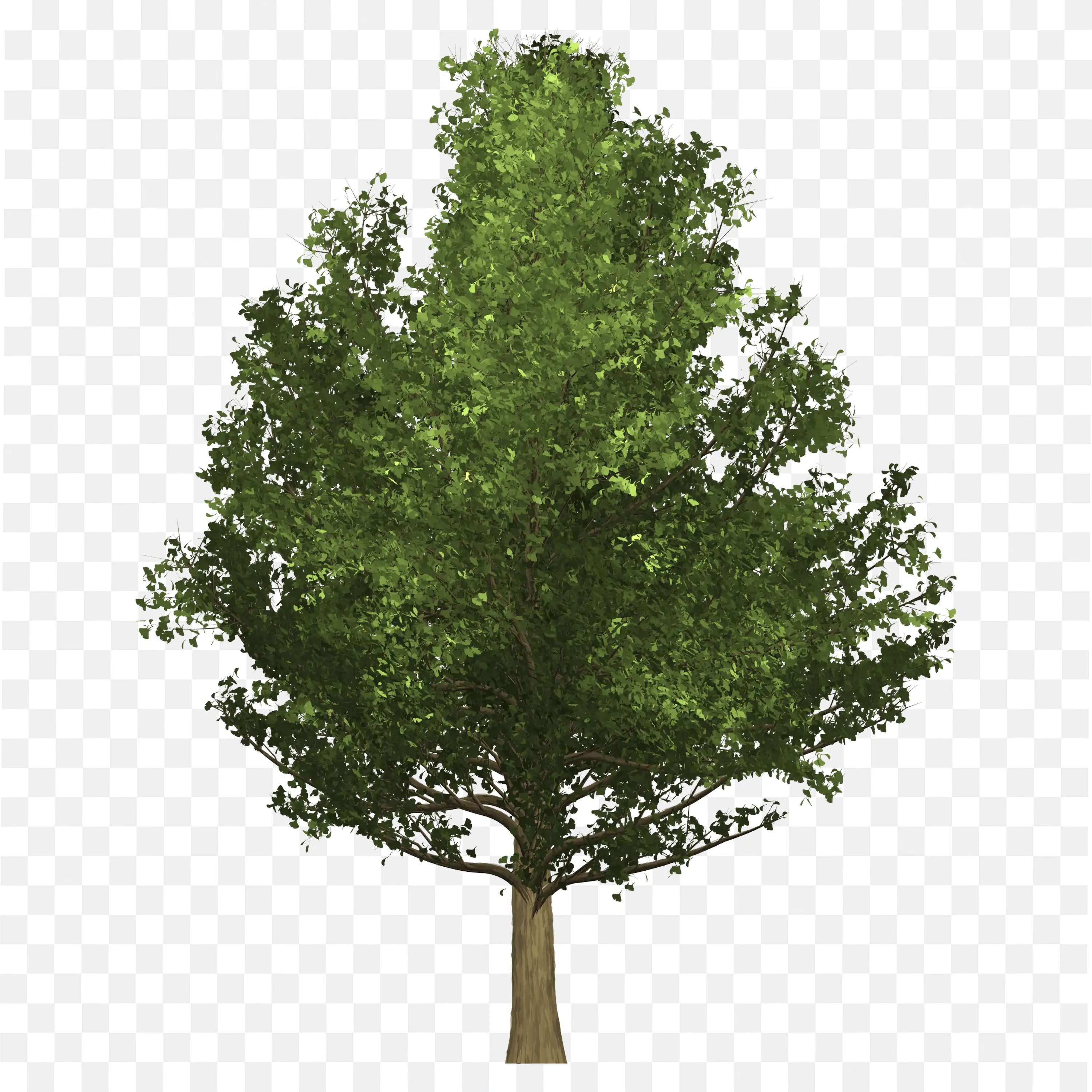 Bushy Green Tree Small Foliage Nature PNG Illustration