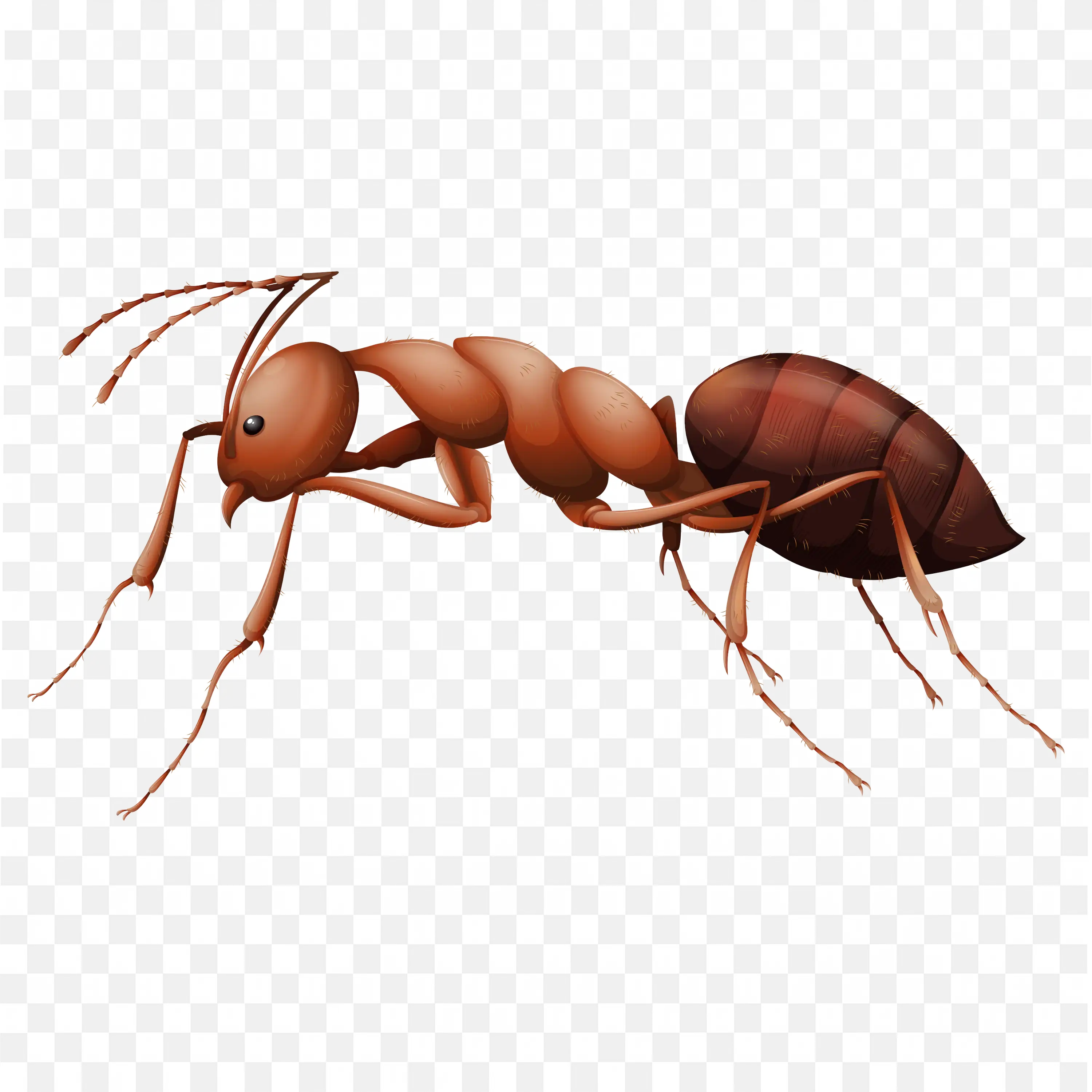 Cartoon Ant Carrying Object with Legs Spread PNG Art