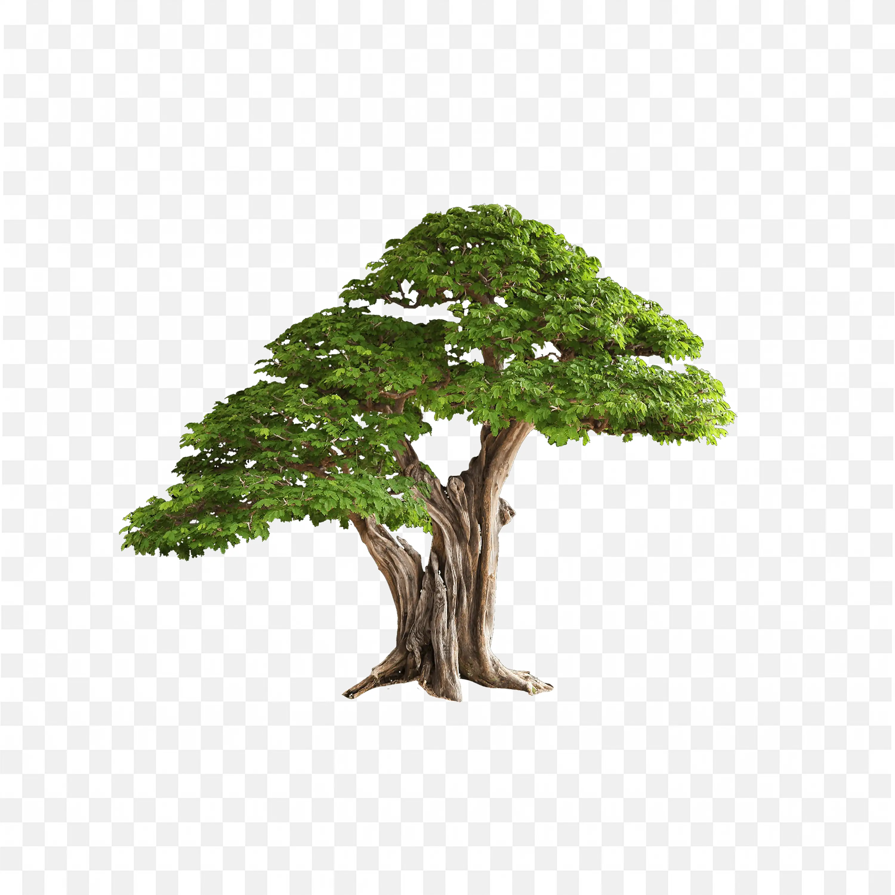 Cartoon Bonsai Tree with Leaves Nature Art Transparent