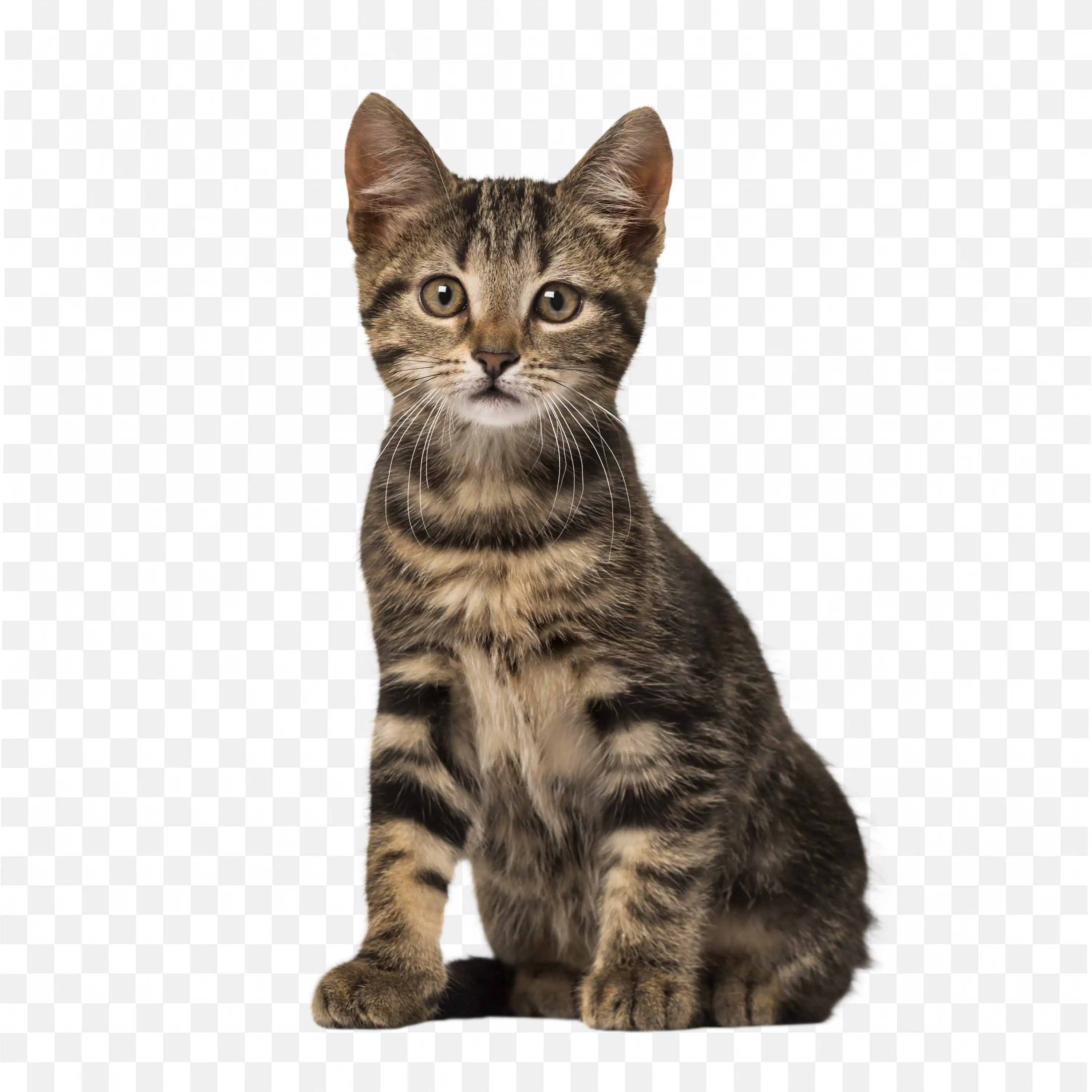 Cat PNG Sitting Pet Animal Feline Clip Cute Art Design View