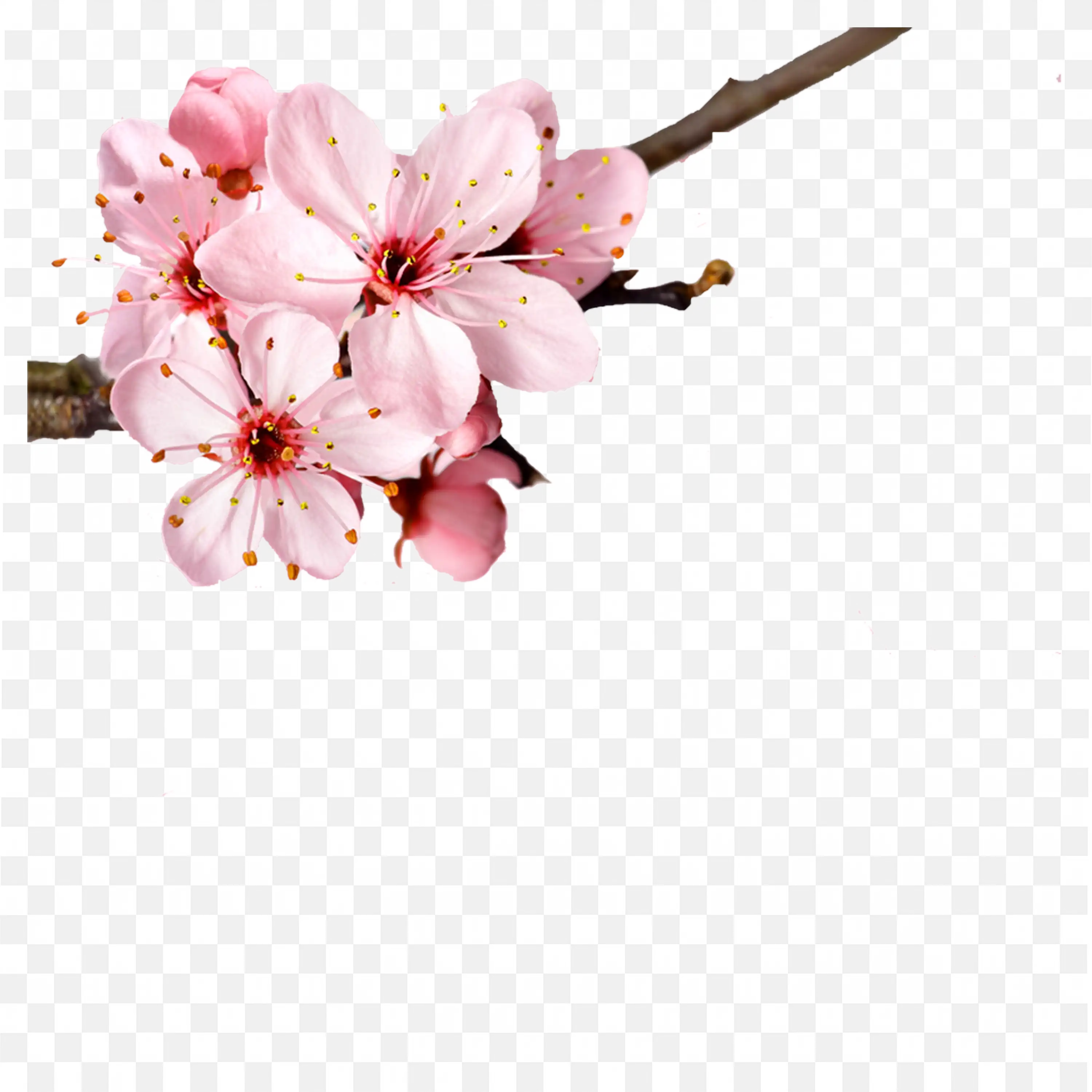 Cherry Blossom PNG Nature Clip Art Pink Bloom Branch Art