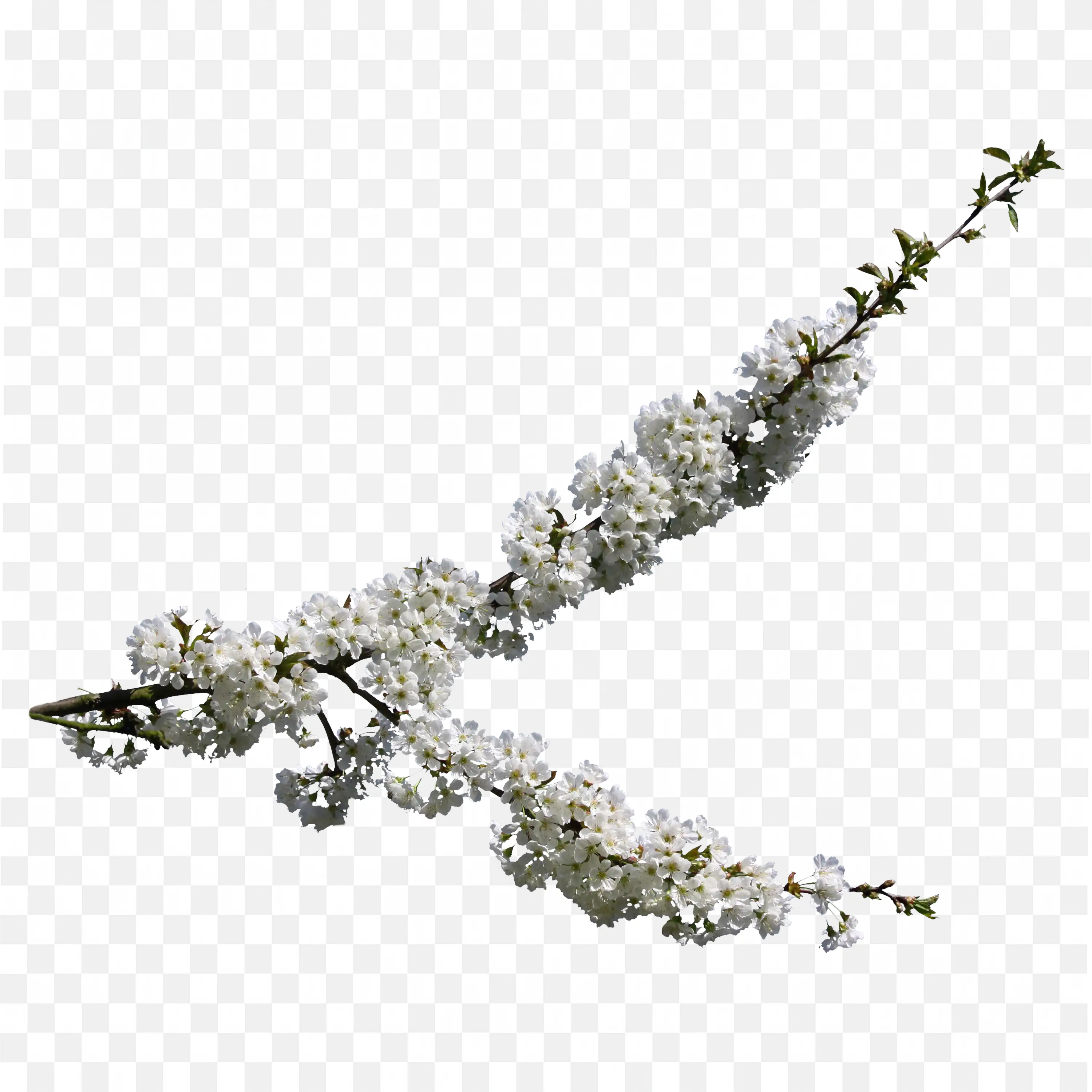 Cherry Flower Branches PNG Spring and Winter Nature Clipart