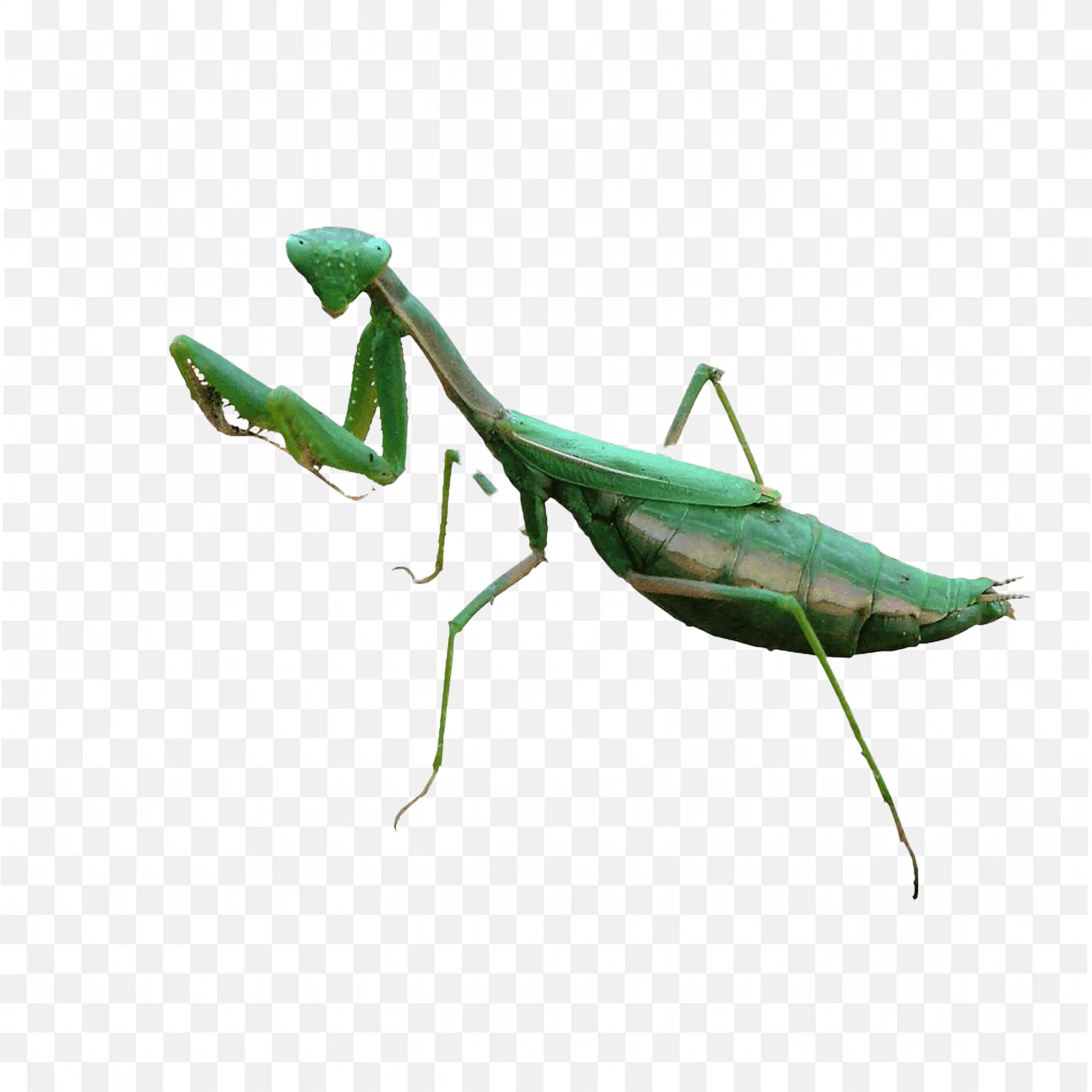 Classic Green Mantis PNG Side View Vector Download