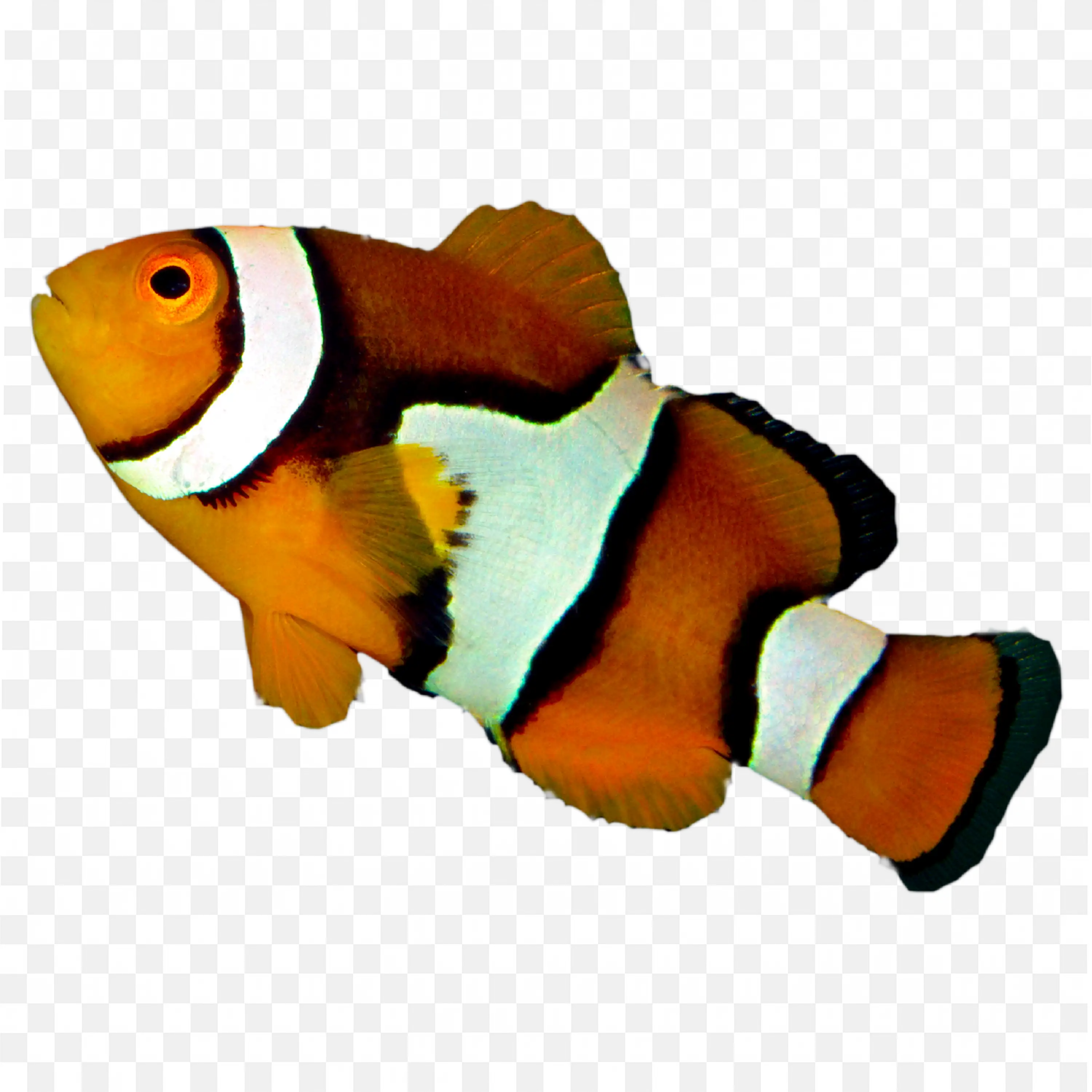 Clownfish PNG Bright Orange Tropical Reef Fish Clipart