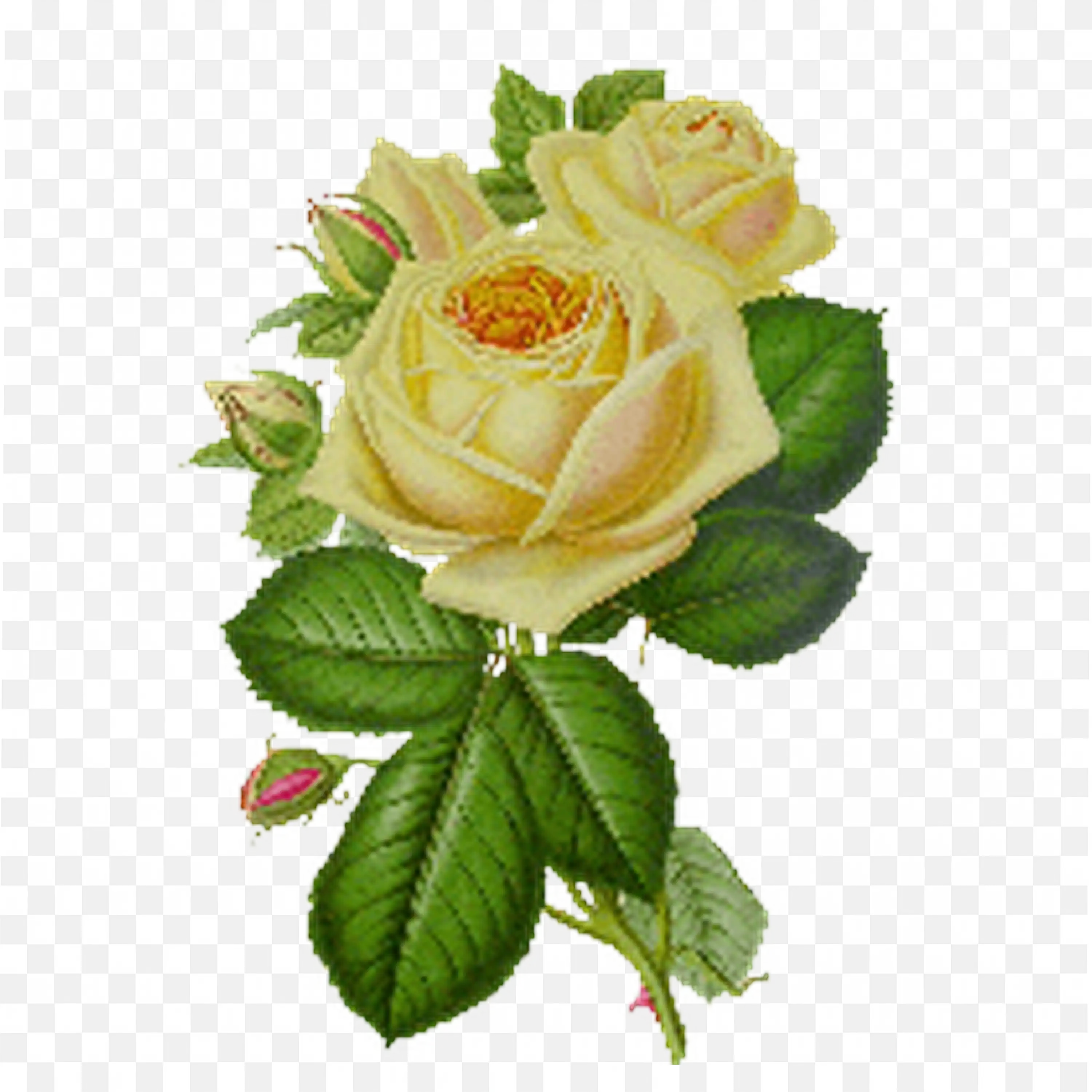 Cluster of Green and Yellow Buds Nature Floral Artwork