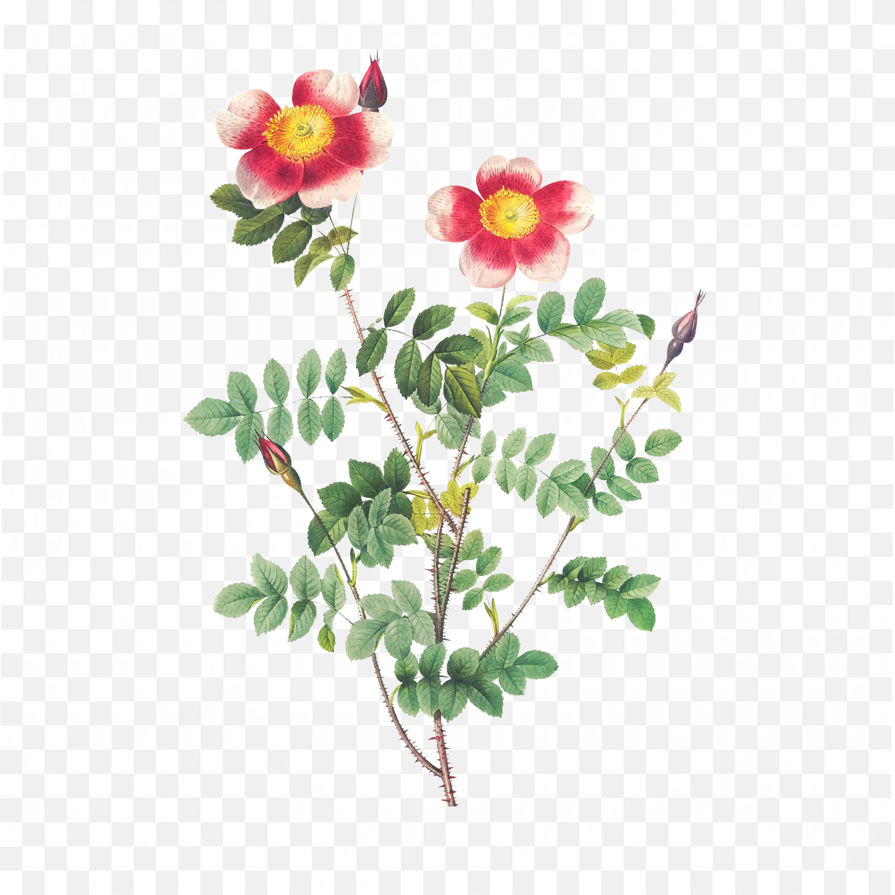 Cluster of Red and White Wildflowers Botanical Design Art