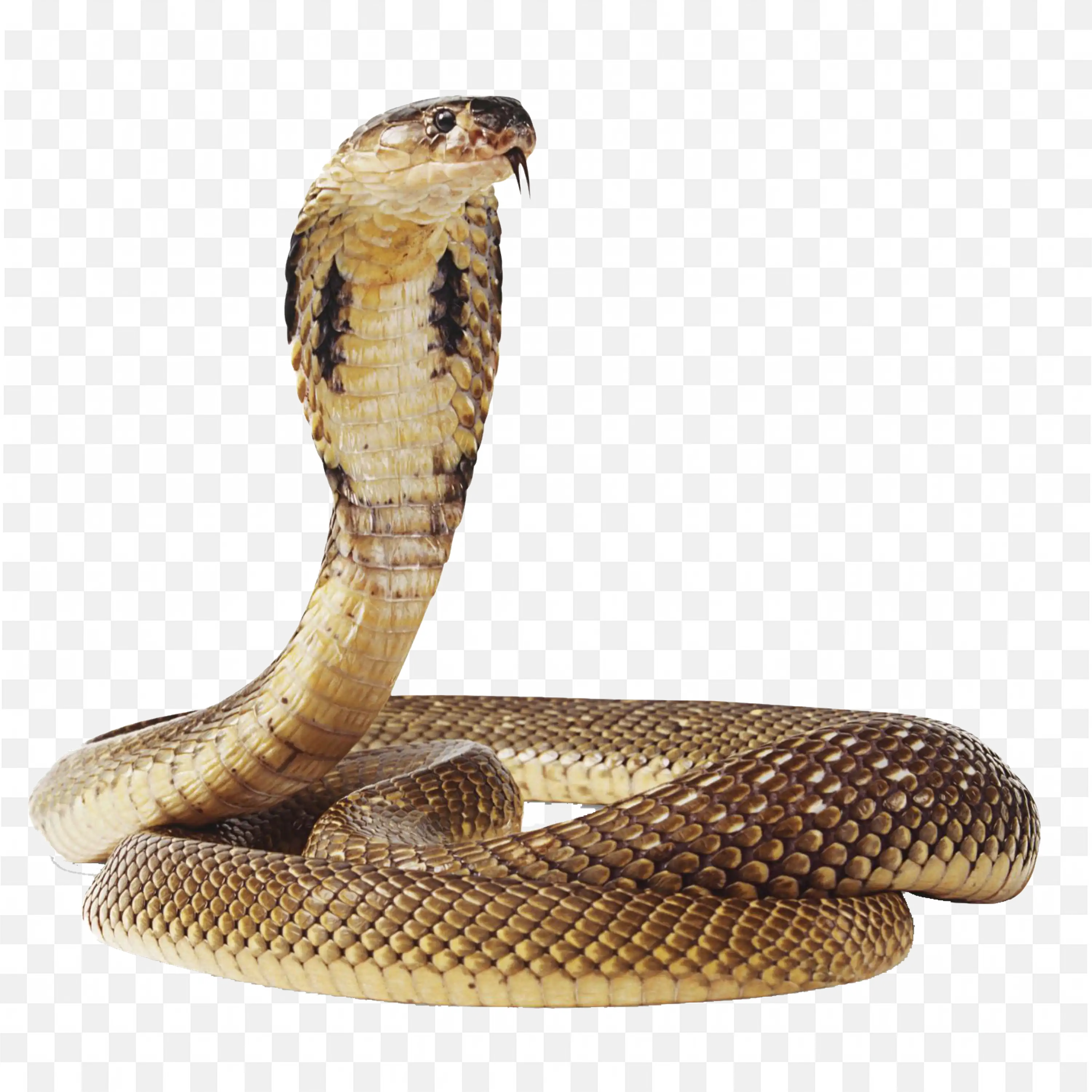 Cobra Snake Illustration Nature Reptile Clip Art Drawing